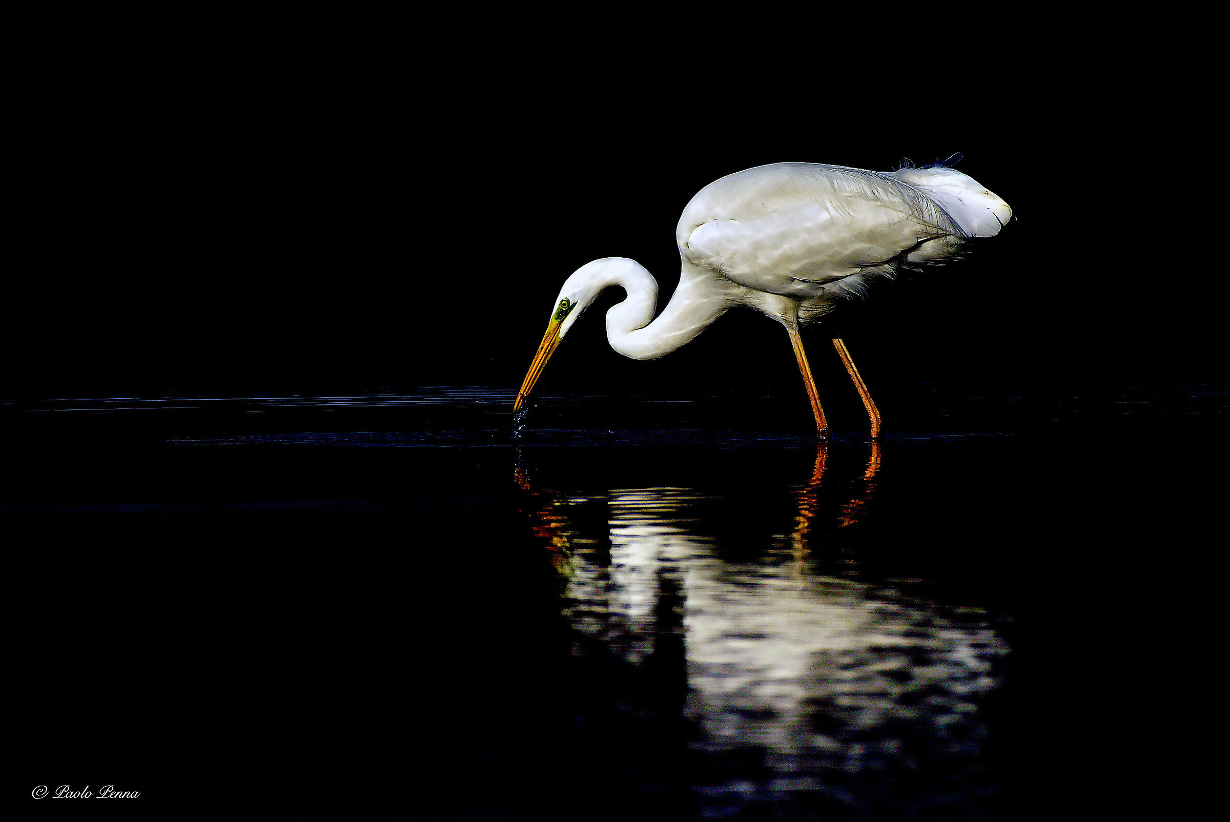 greater white heron in the hunt