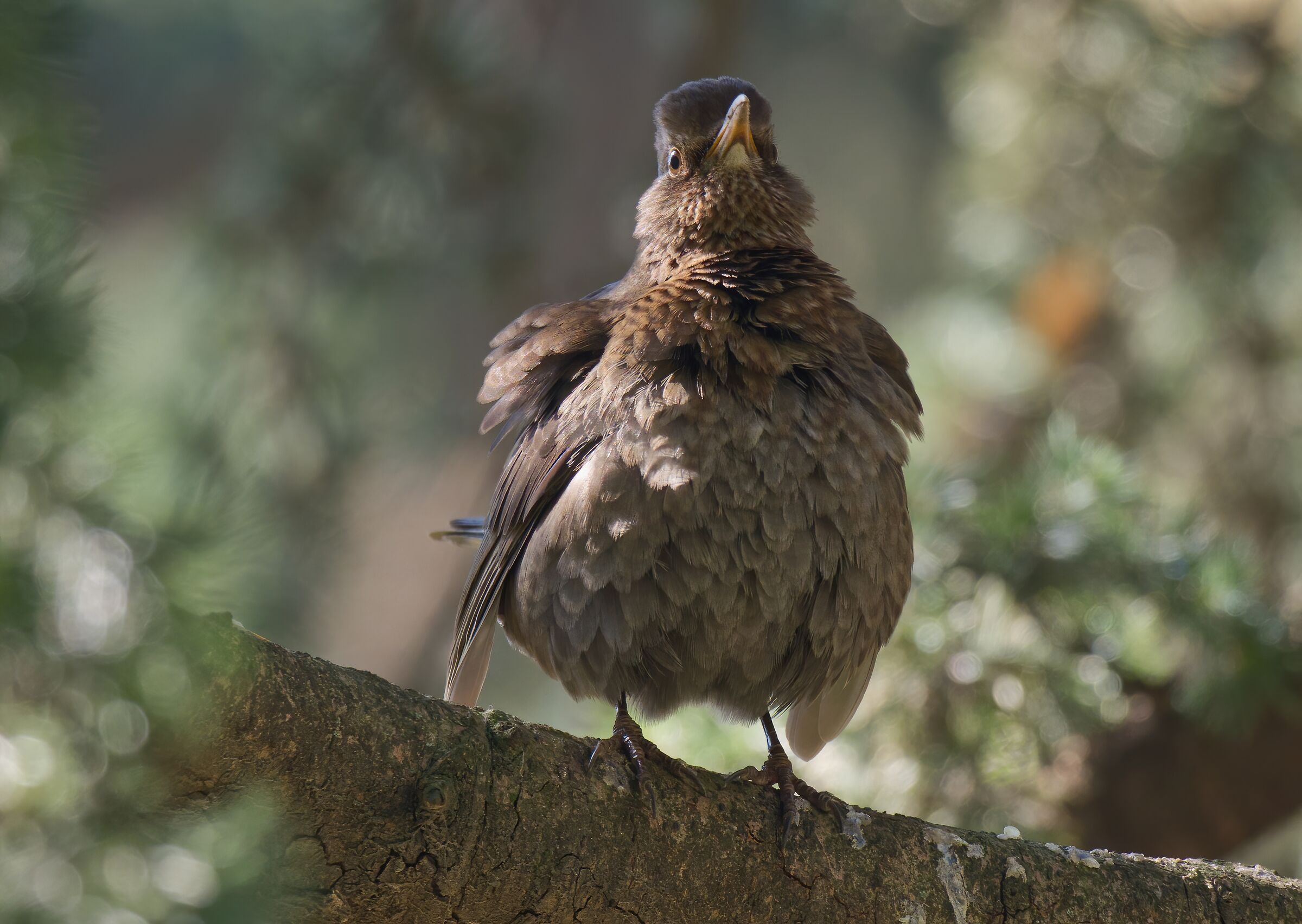 Oggi dalla finestra di casa mia