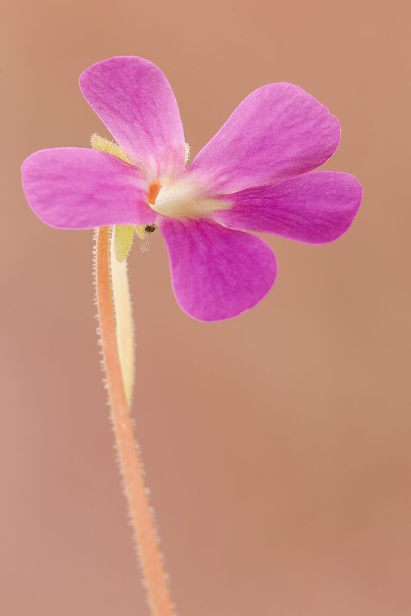 Fiore di ibrido di Pinguicula messicana ...