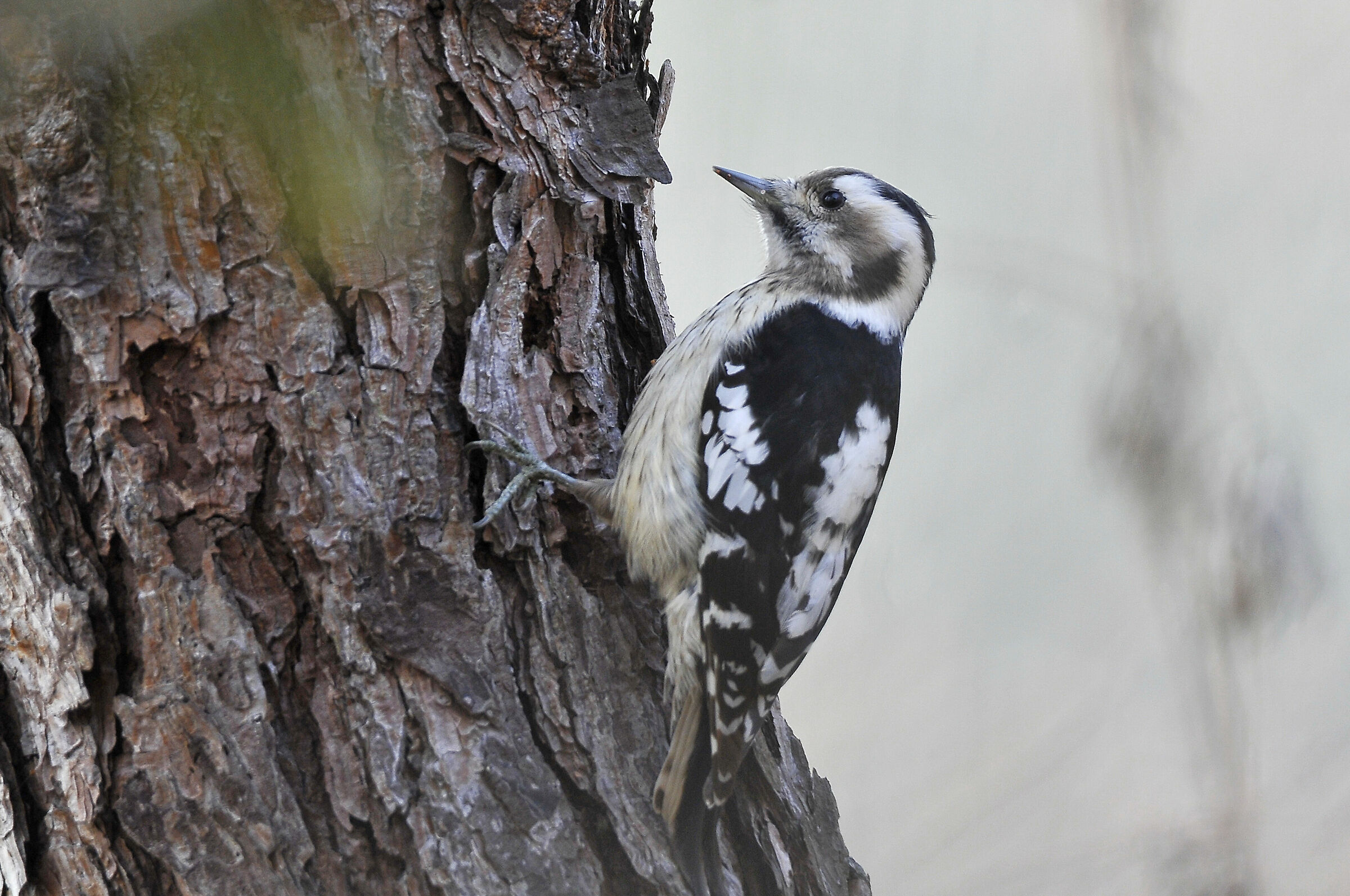 Grey-capped pygmy woodpecker