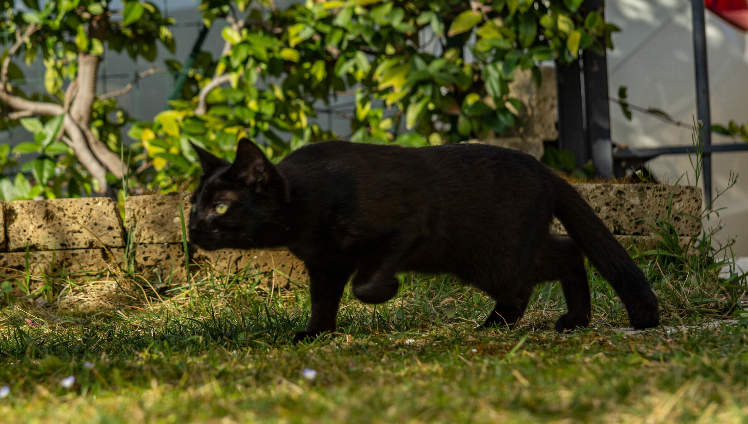 The new entry cat Wendi 5 months lively