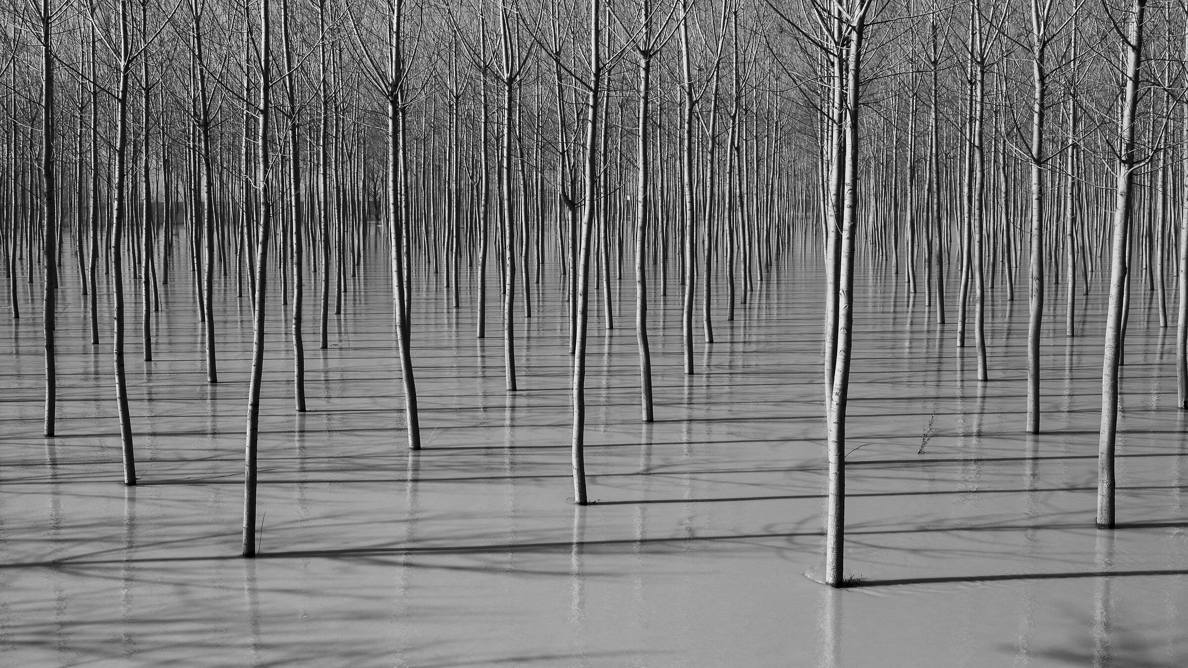 Una gamba d'acqua nella bassa modenese, 2018