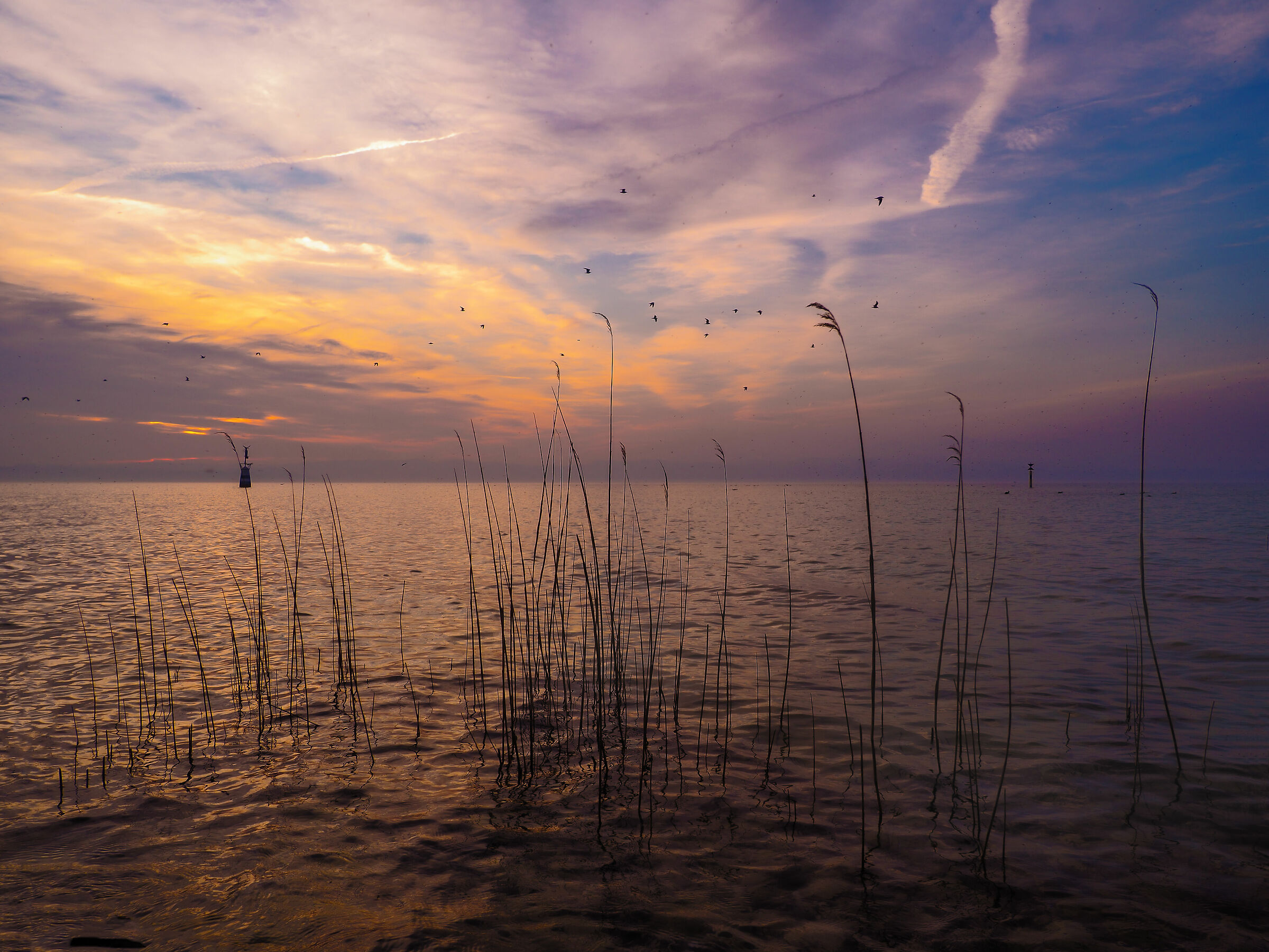 the setting of the sun on the reed