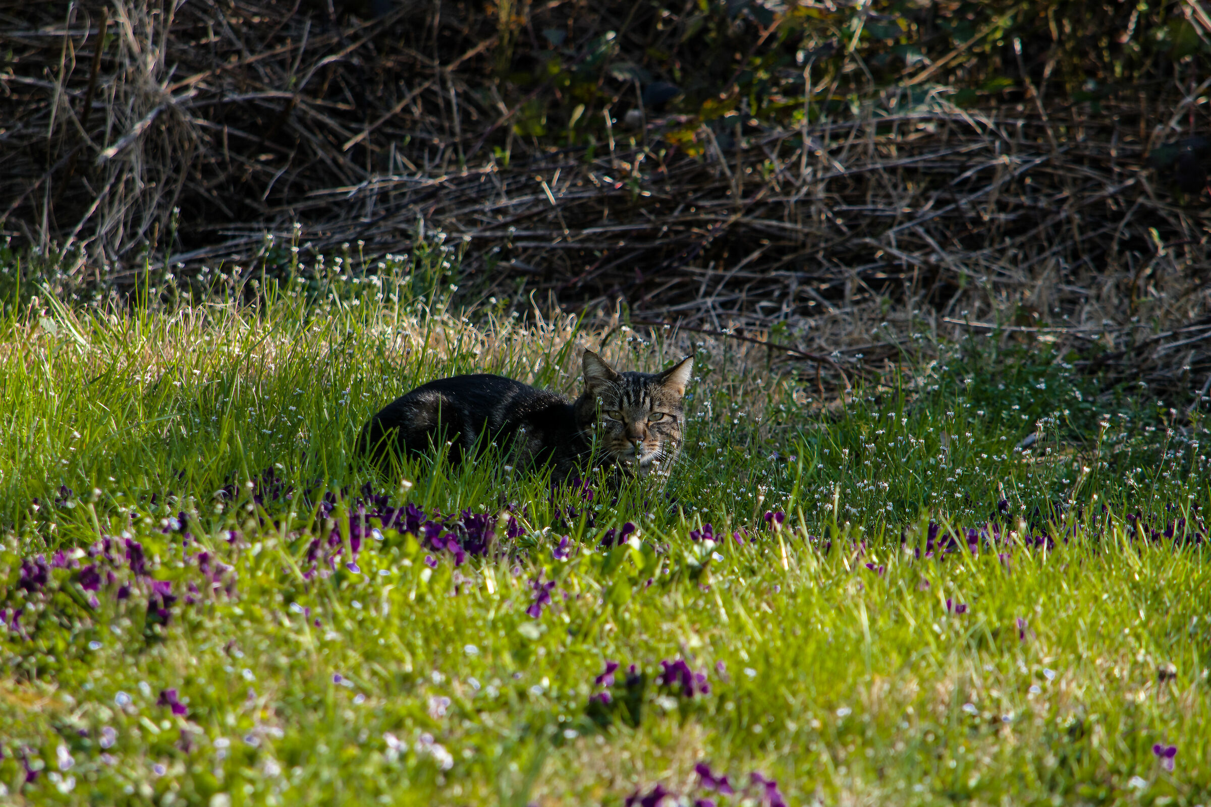 in the middle of the violets