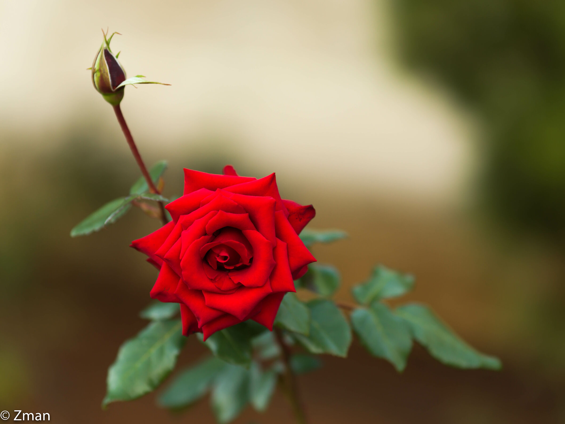 Royal Red Rose
