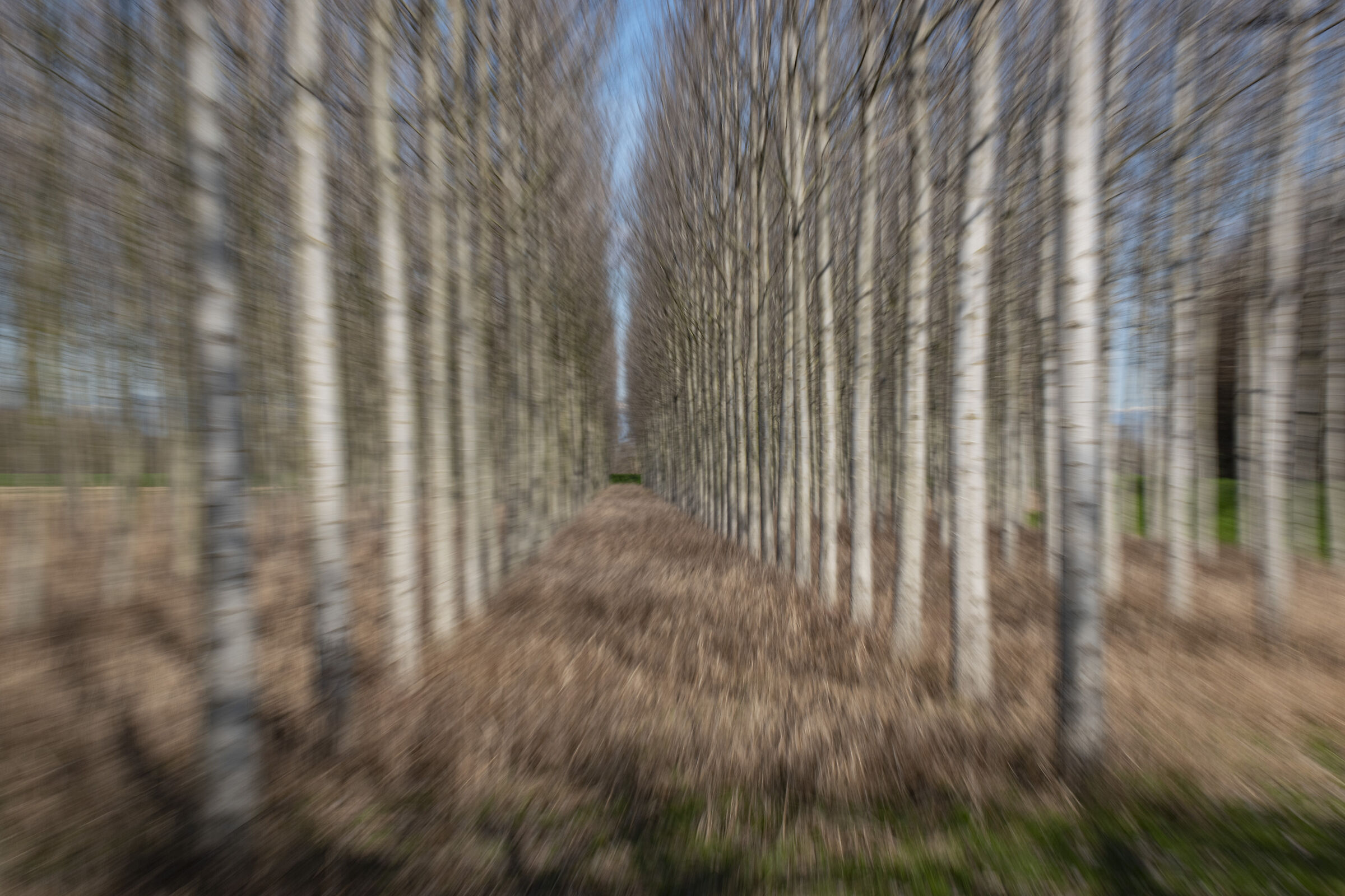 Moved among the poplars