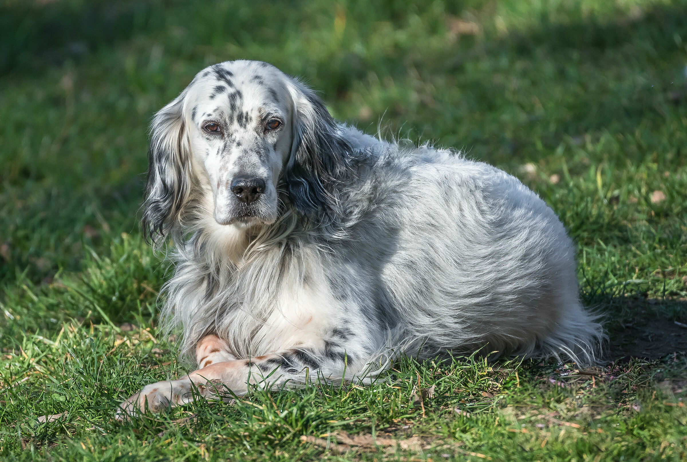 The aristocrat.......