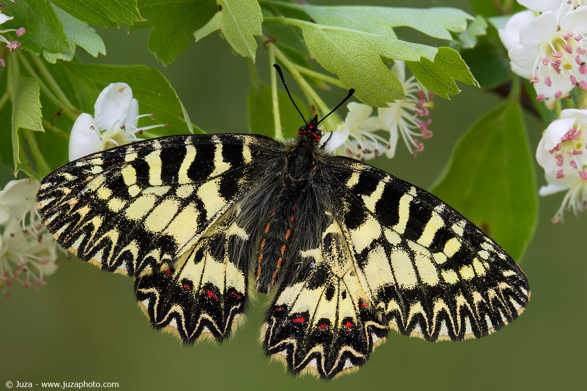 Zerynthia polyxena, 014019