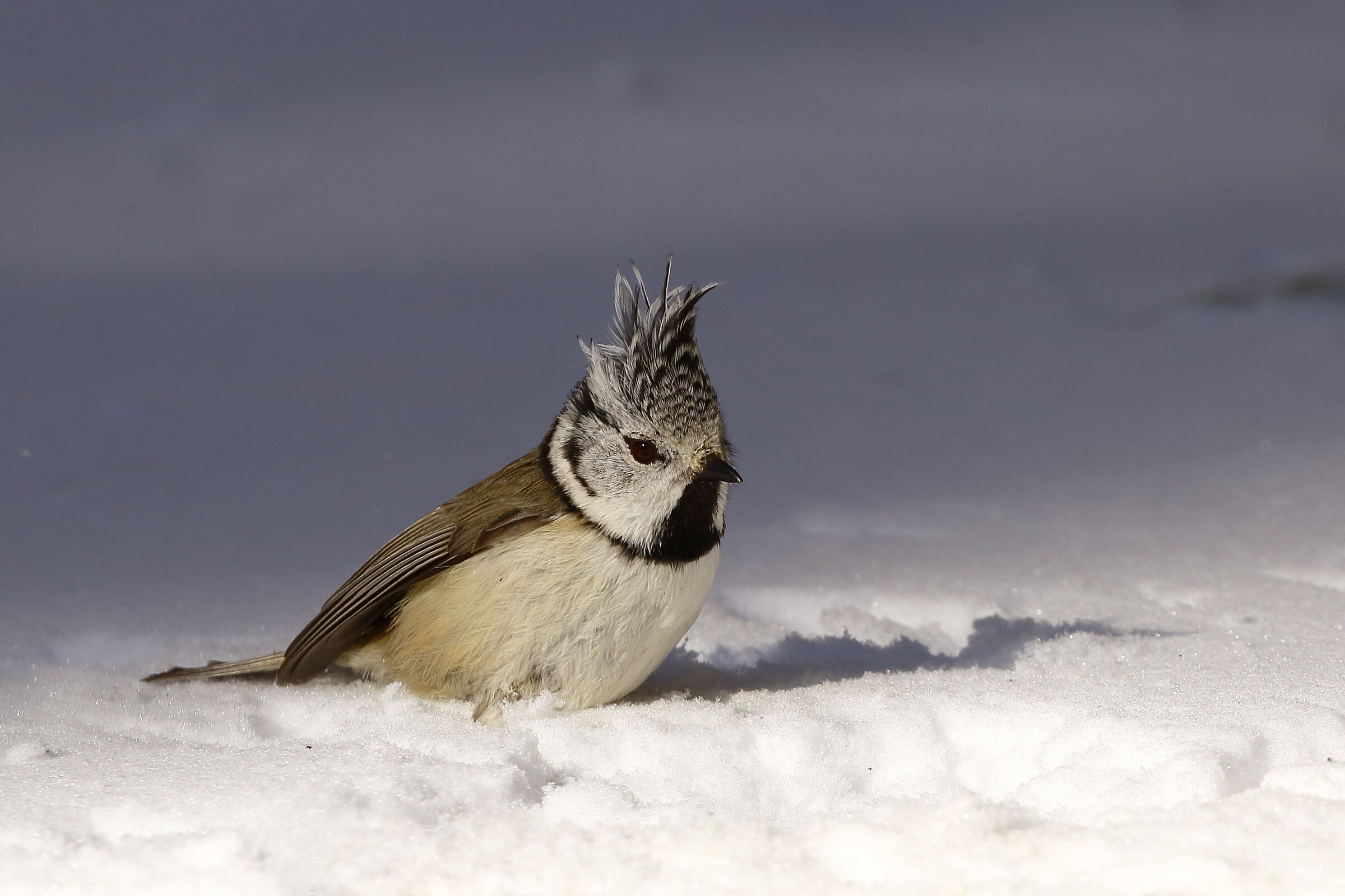 Tipping from the tuft to the cool!
