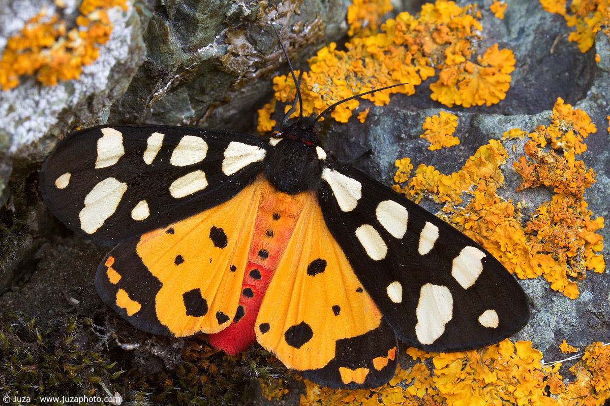 Arctia villica, 014272