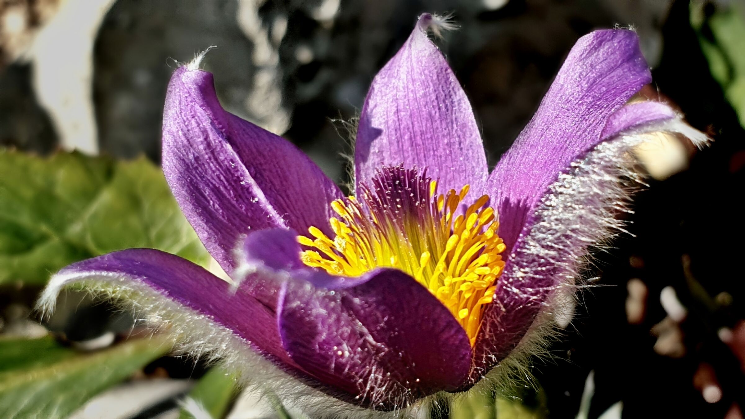 Pulsatilla 3