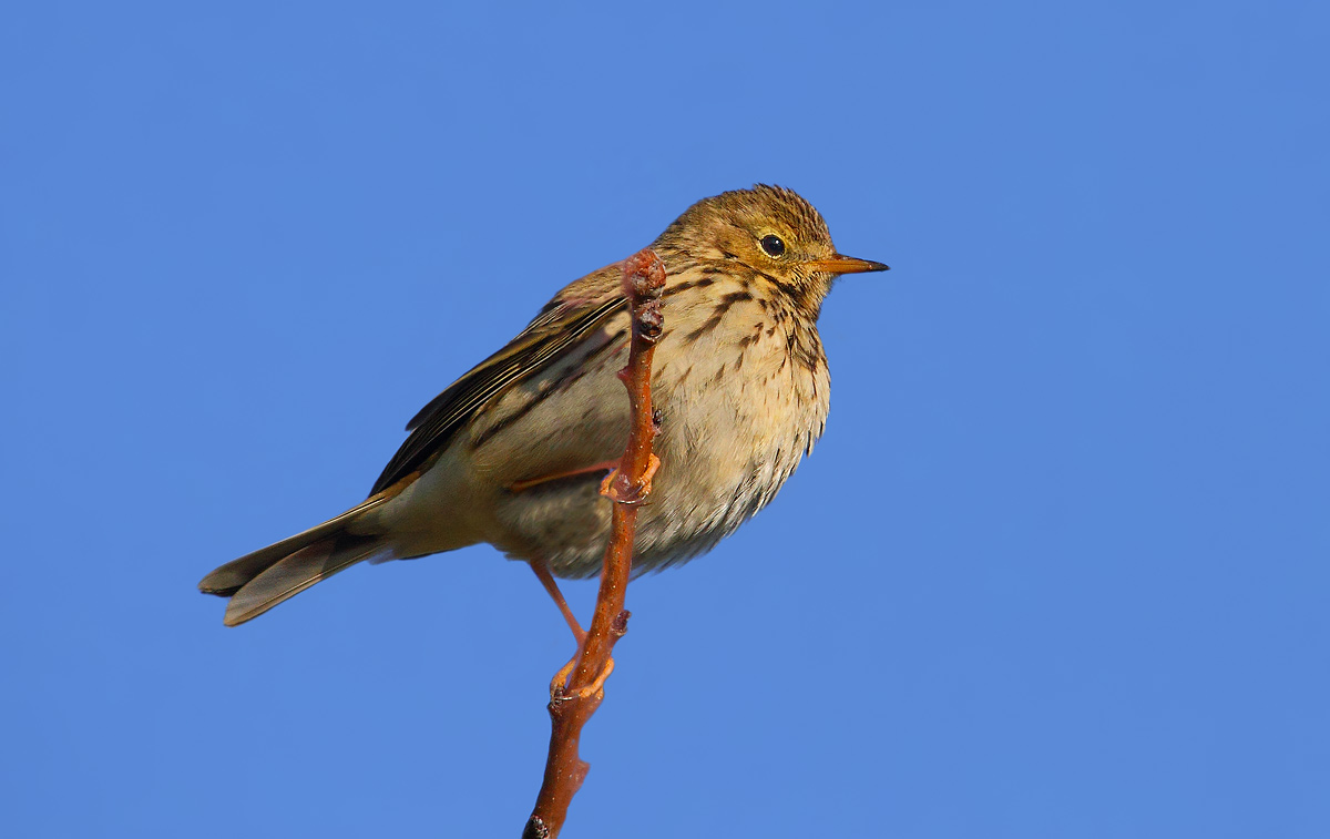 pipit