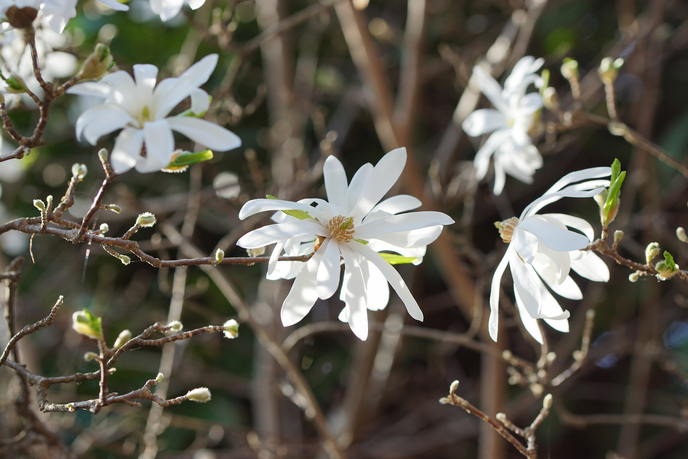 Star Magnolia