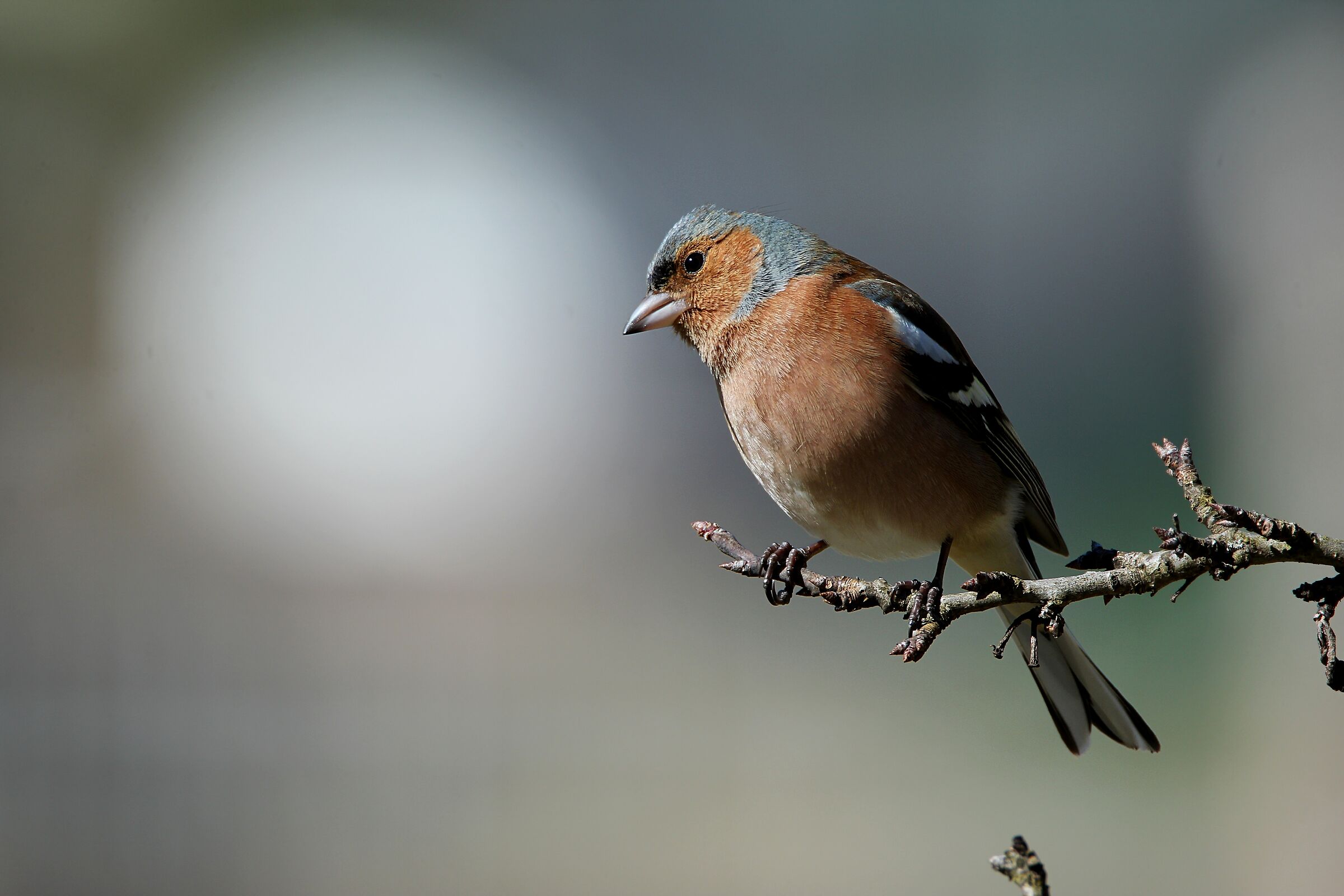 fringuello marzo 2020