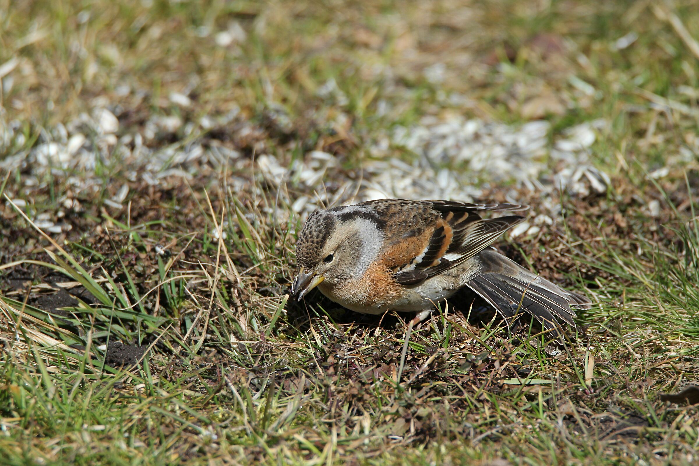 femmina di peppola marzo 2020
