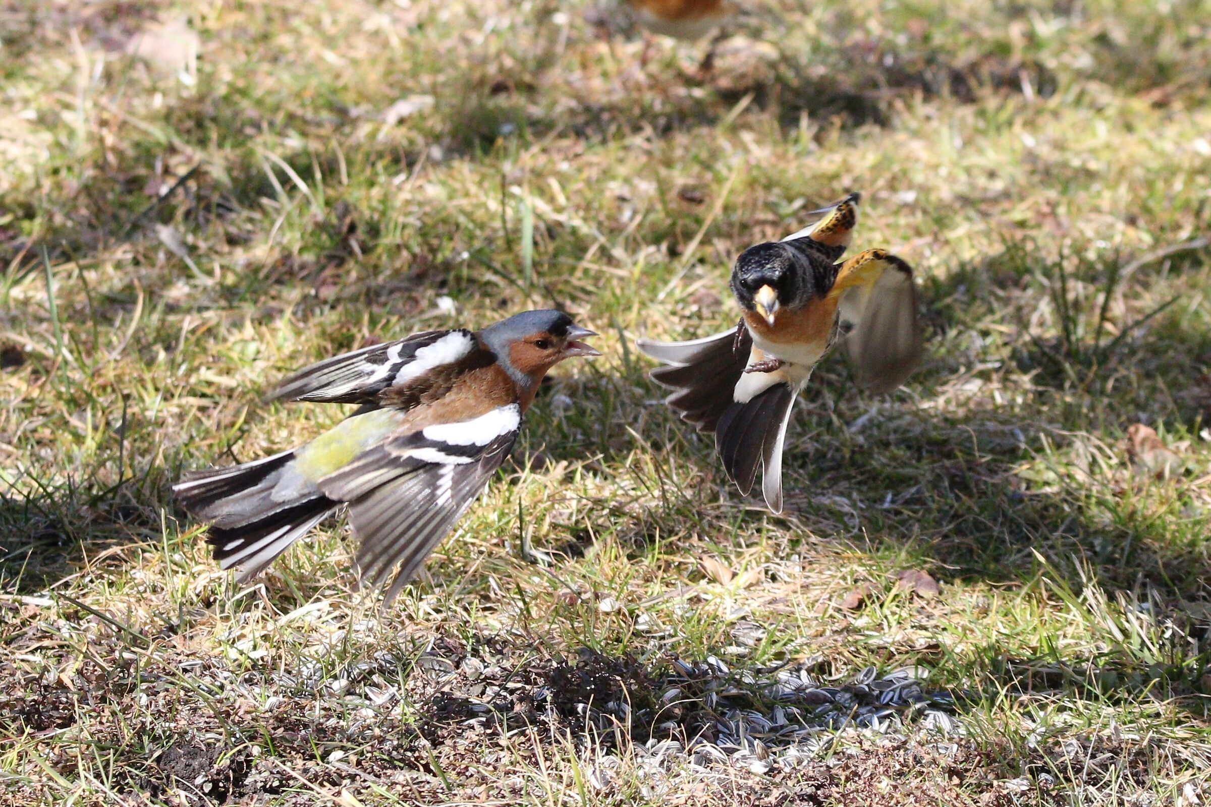 battibecco  fringuello vs peppola 1