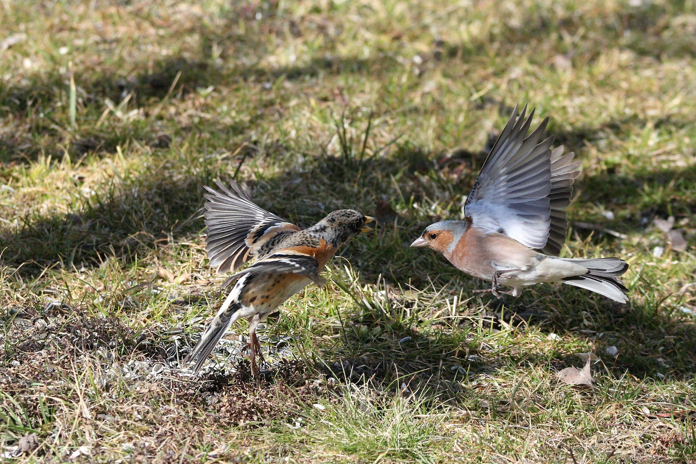battibecco  fringuello vs peppola 2