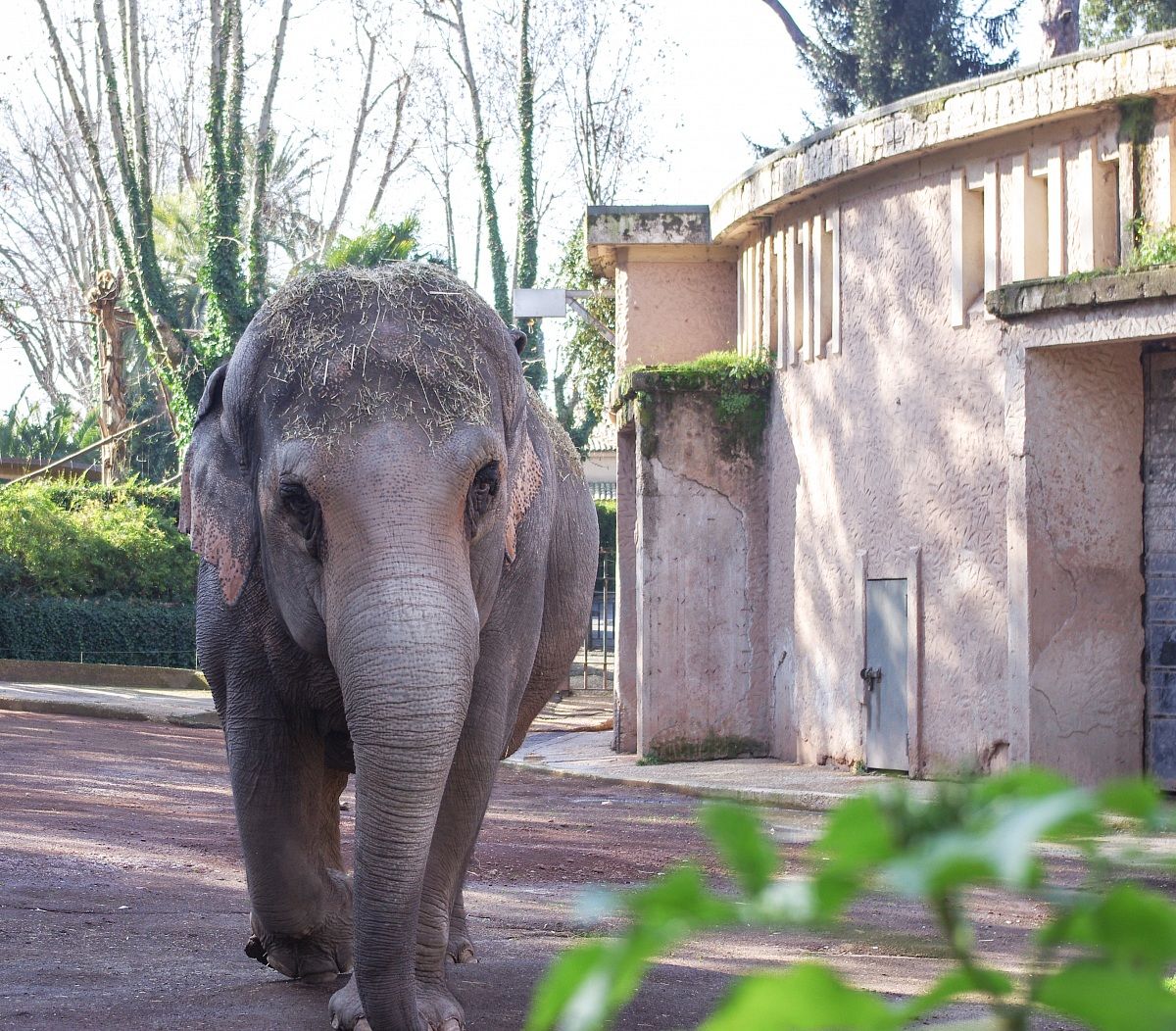 Elefante Asiatico