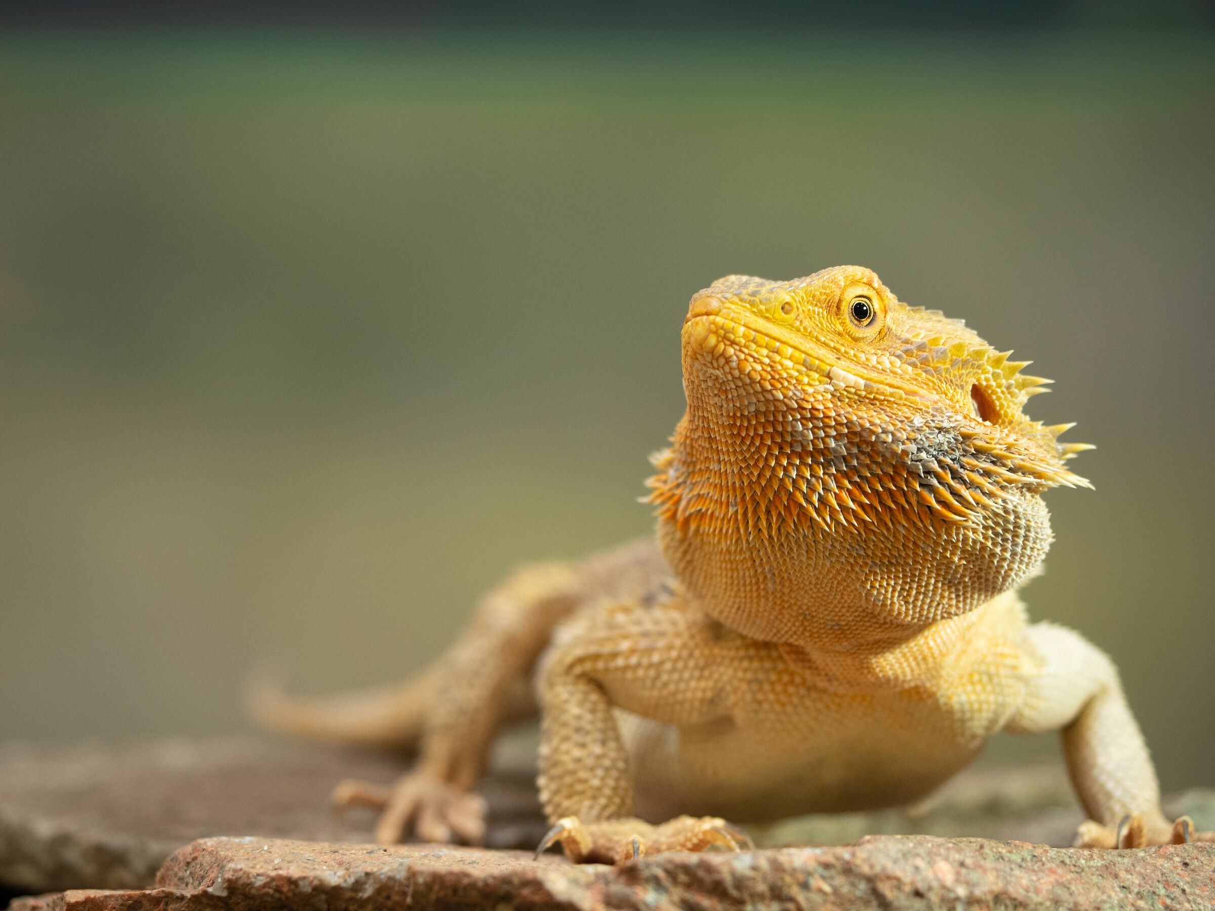 La pogona