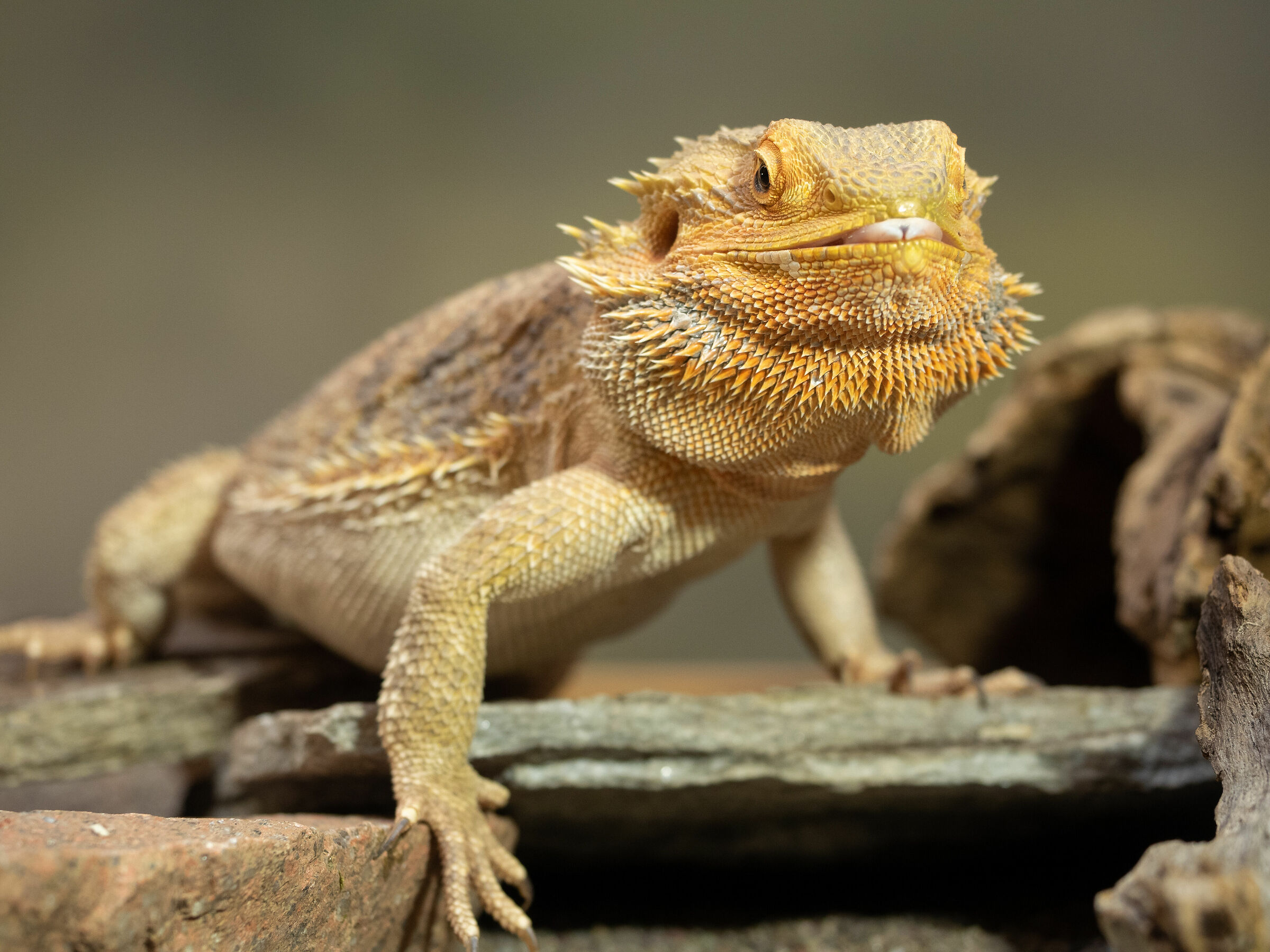 La pogona