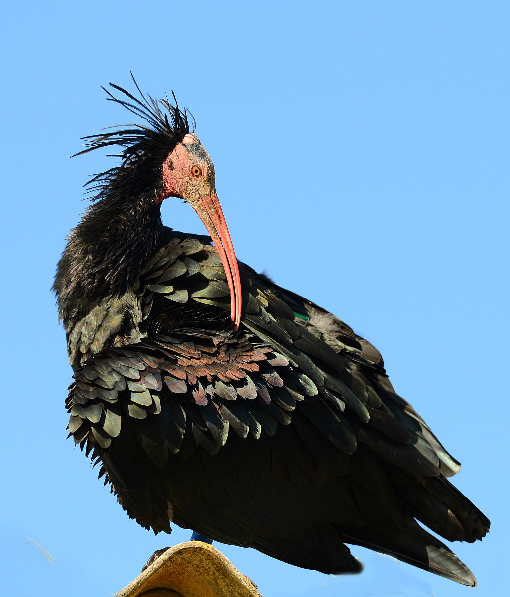 Bald Ibis