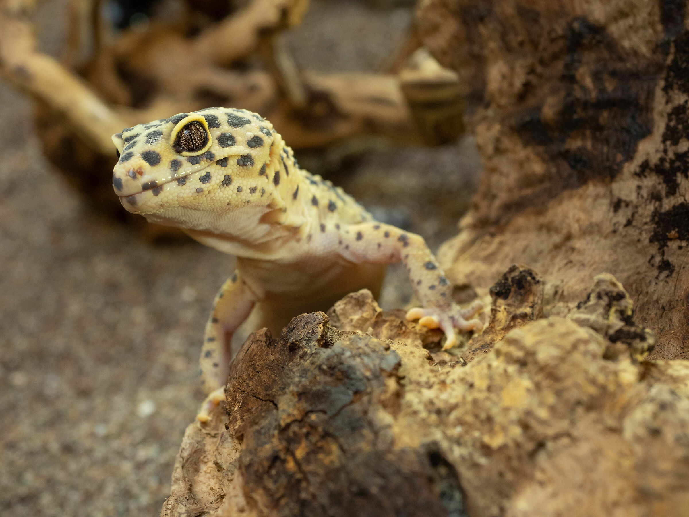 Geko leopard