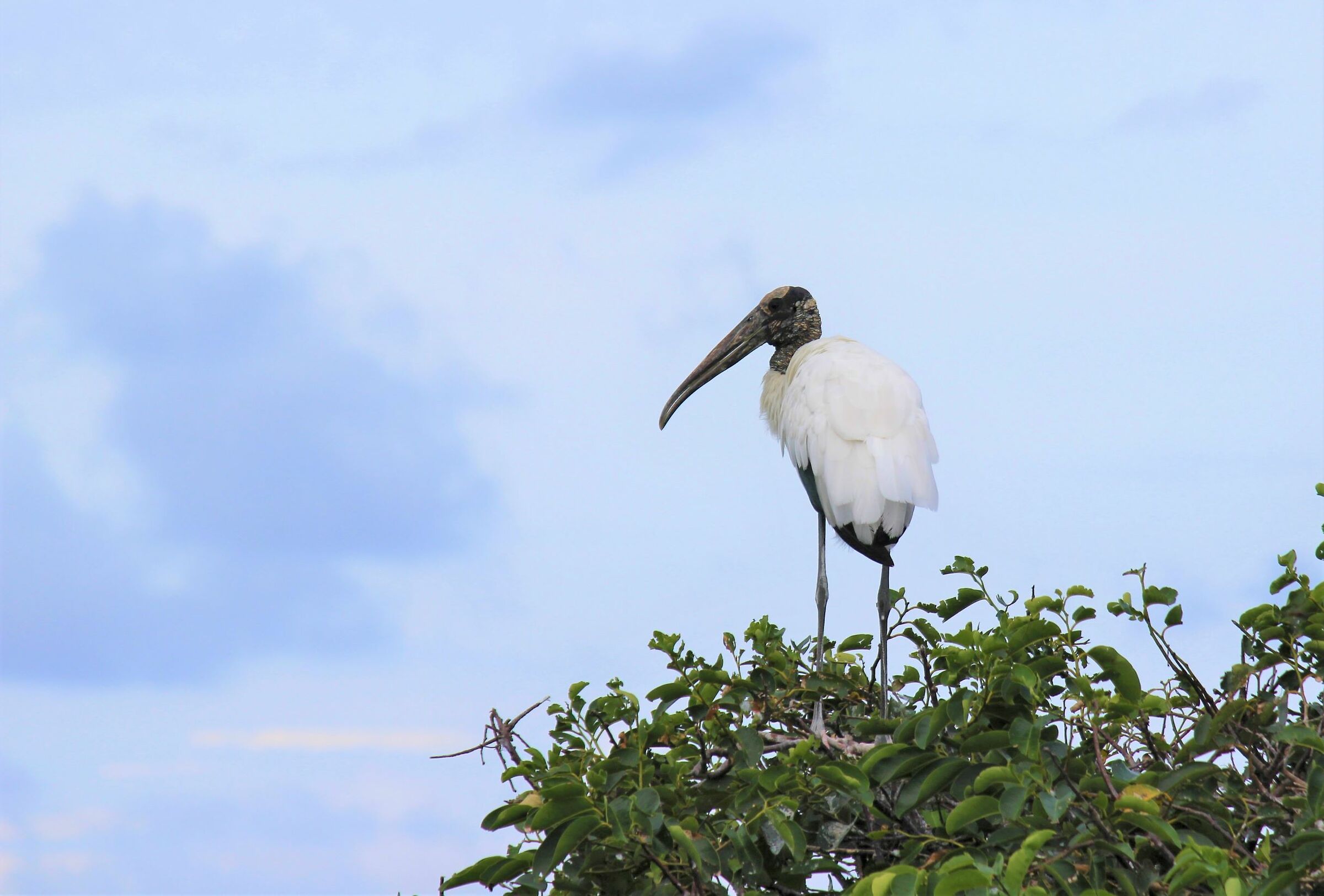Nord America rarities -Wood stork