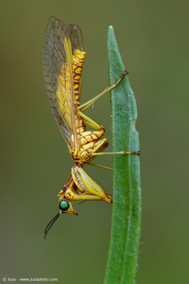 Mantispa styriaca, 014279
