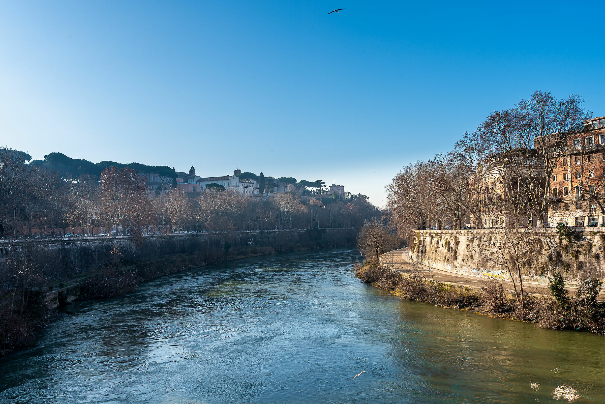 Roma, lungotevere e i tre gabbiani