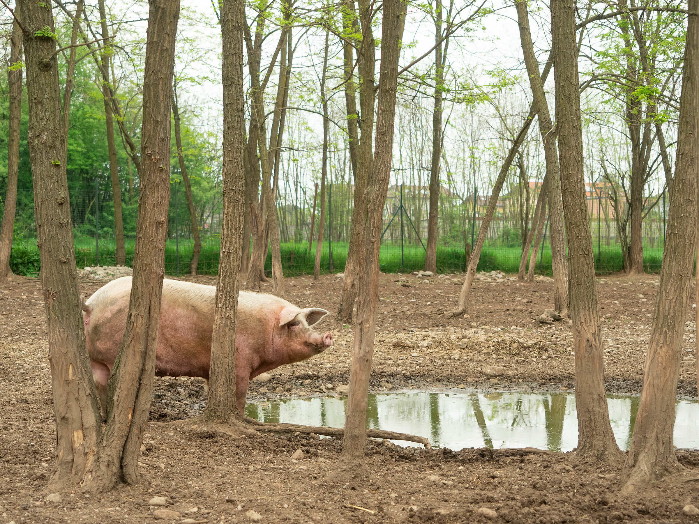 Il maiale e la pozza d'acqua