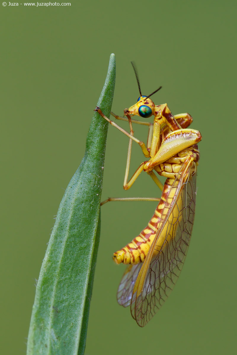 Mantispa styriaca, 014280