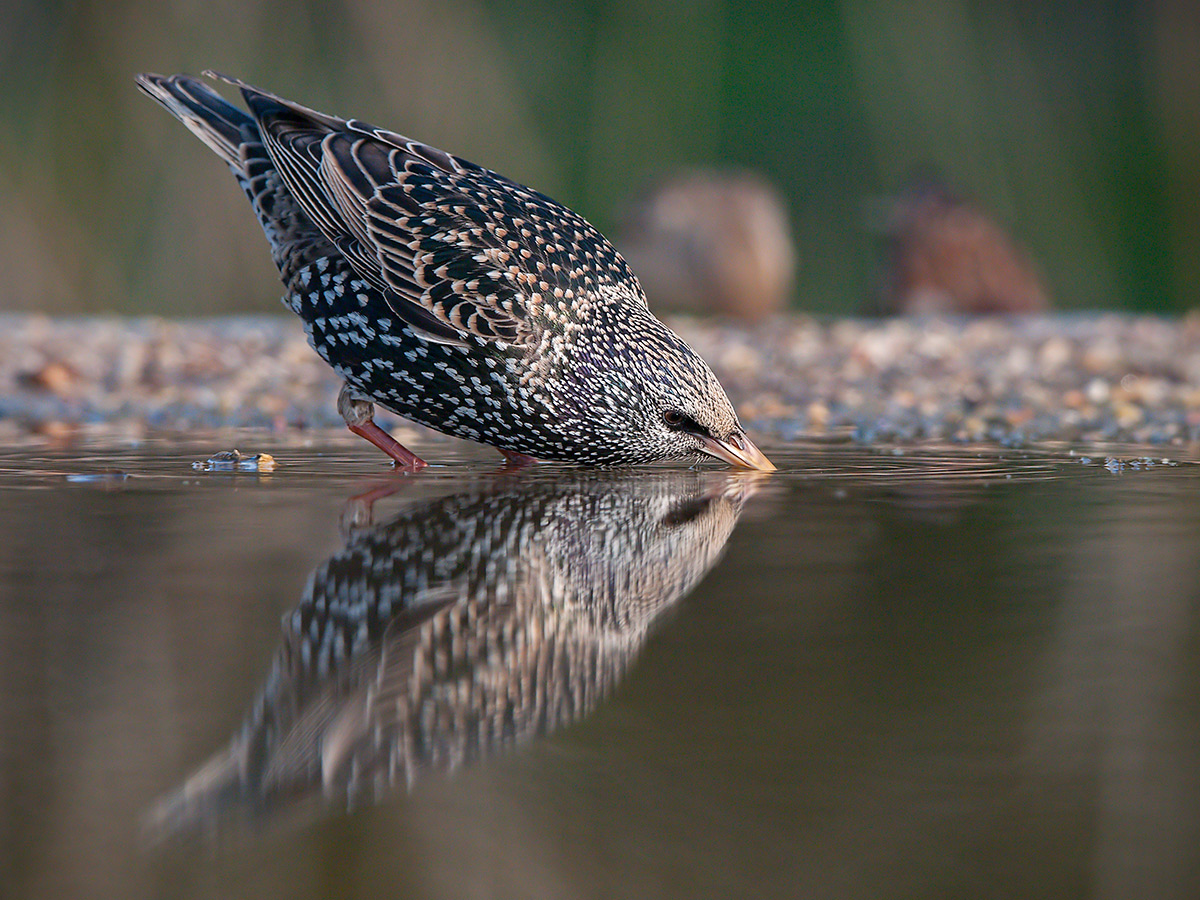 Storno in abbeverata