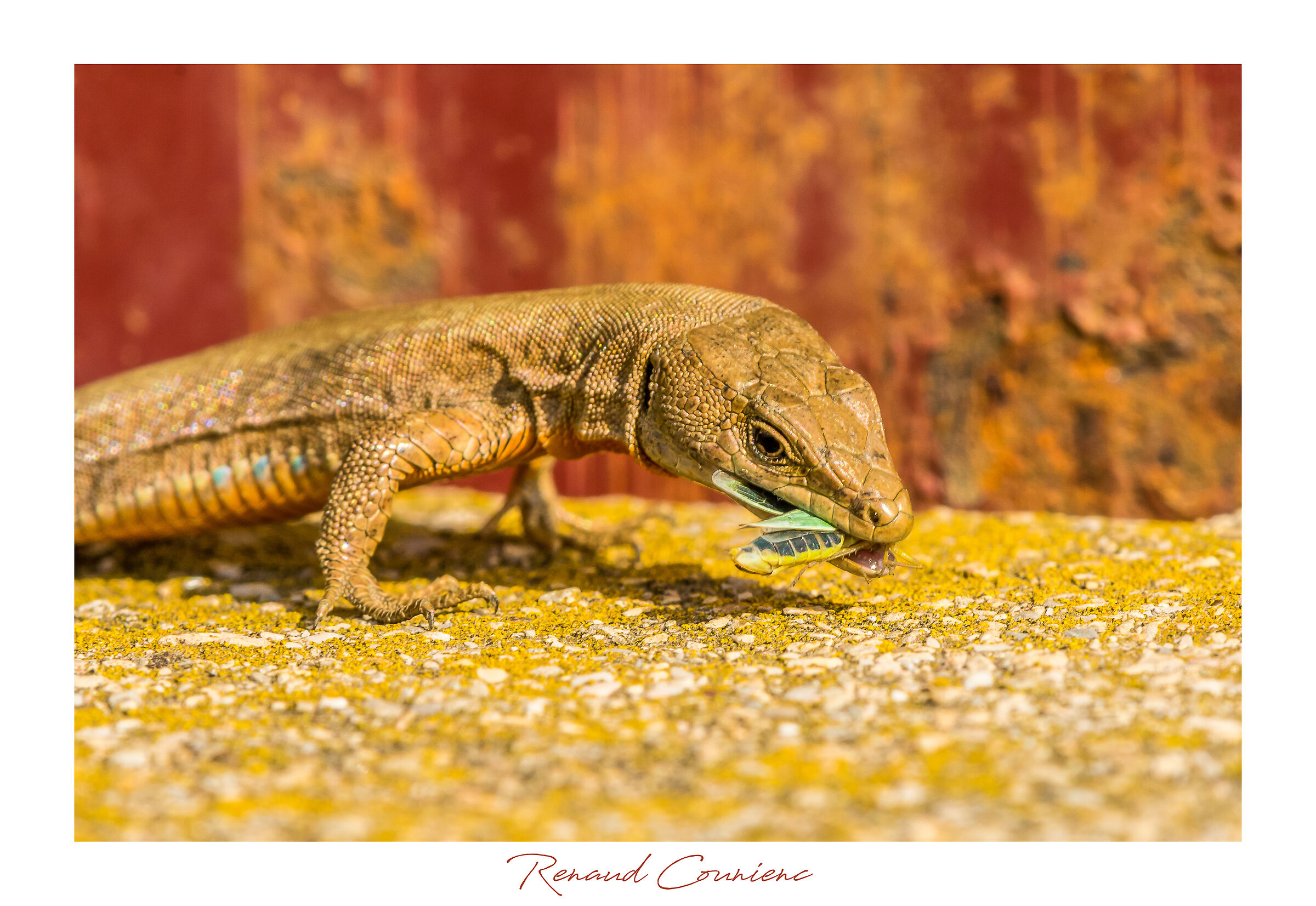 The lizard and its prey.