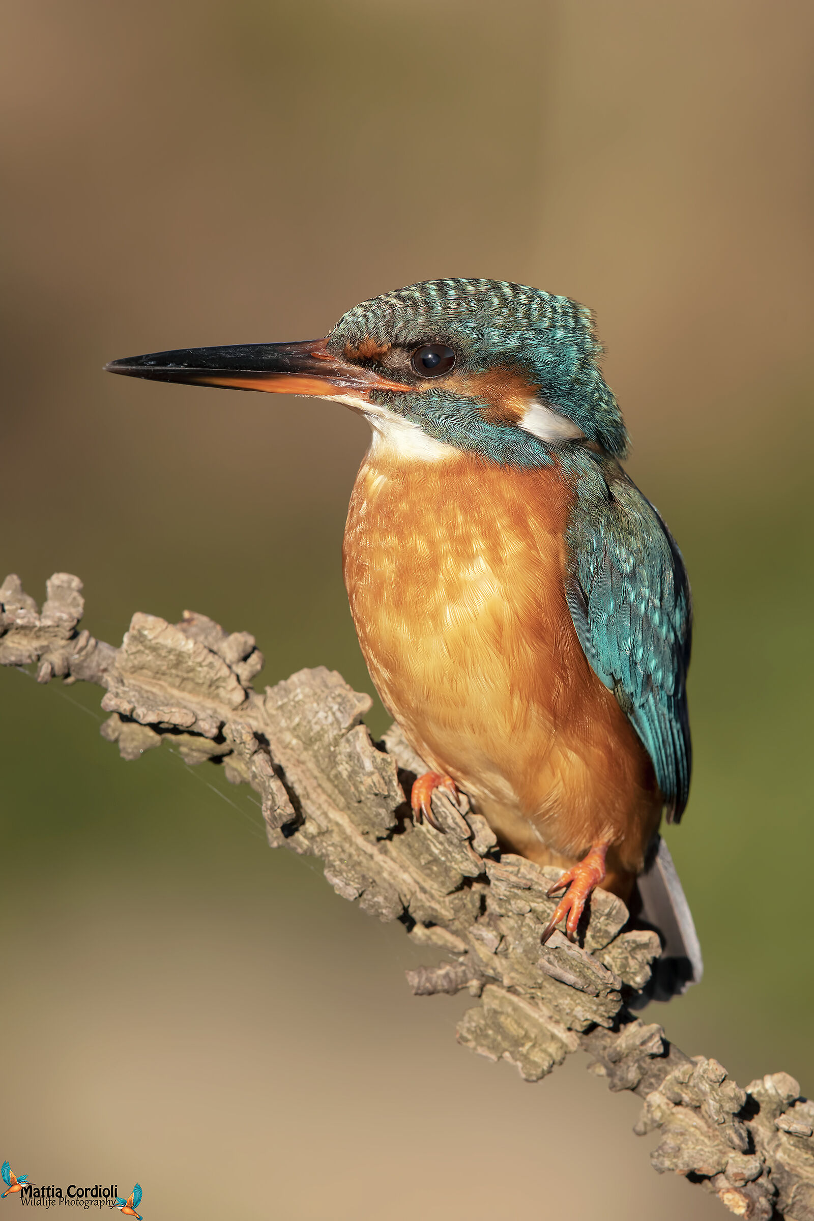 Kingfisher