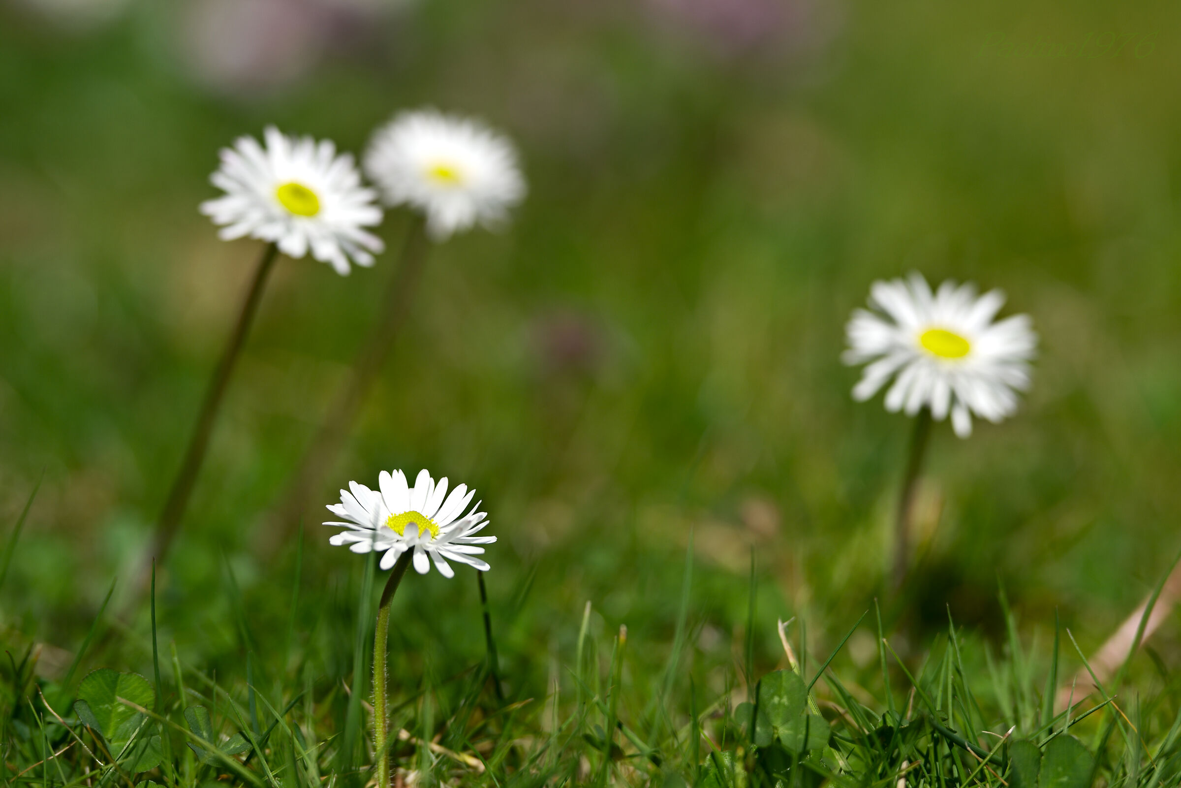 The Daisy and Her Sisters