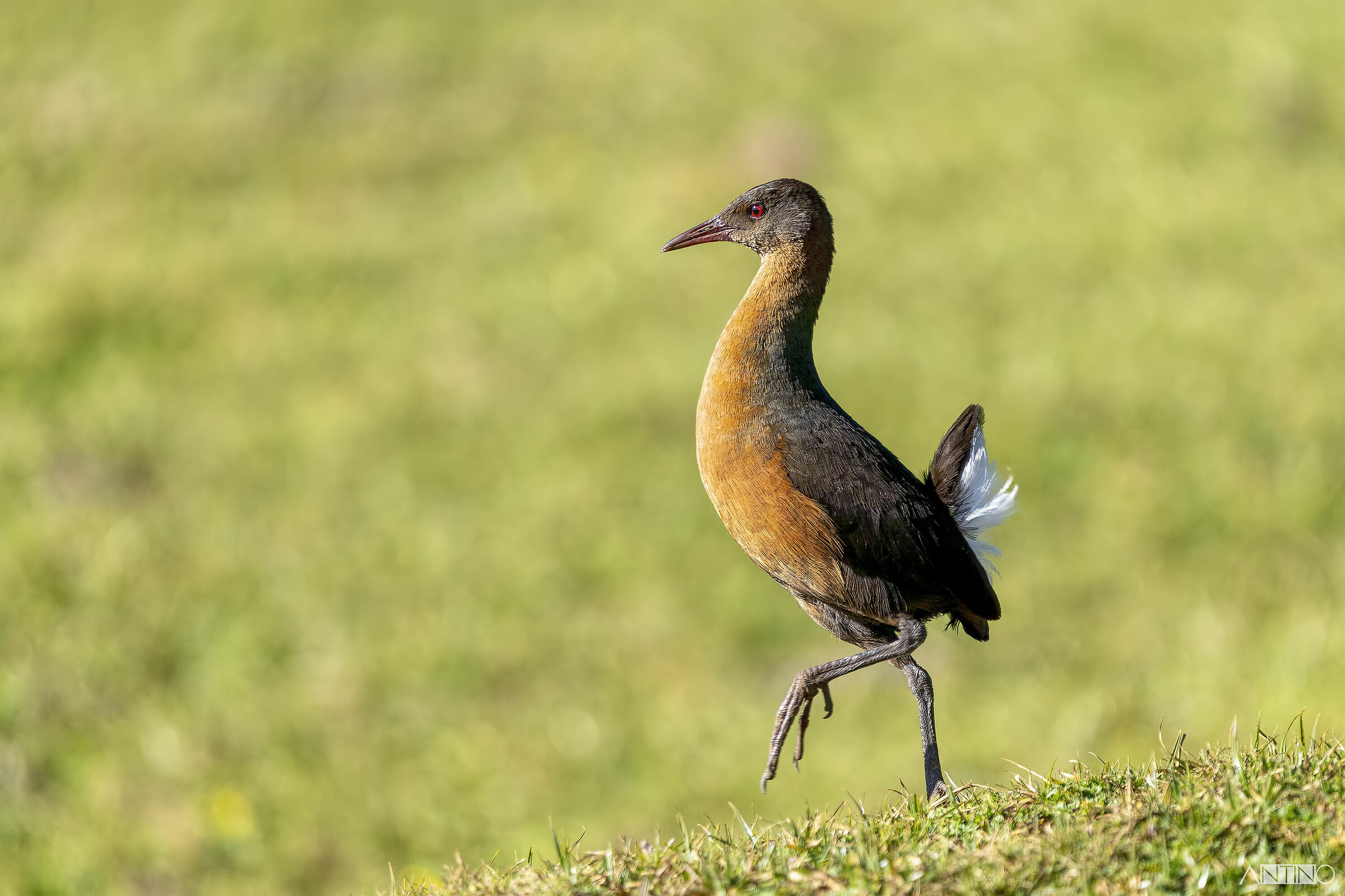 Il rallo di Rouget, Rougetius rougetii
