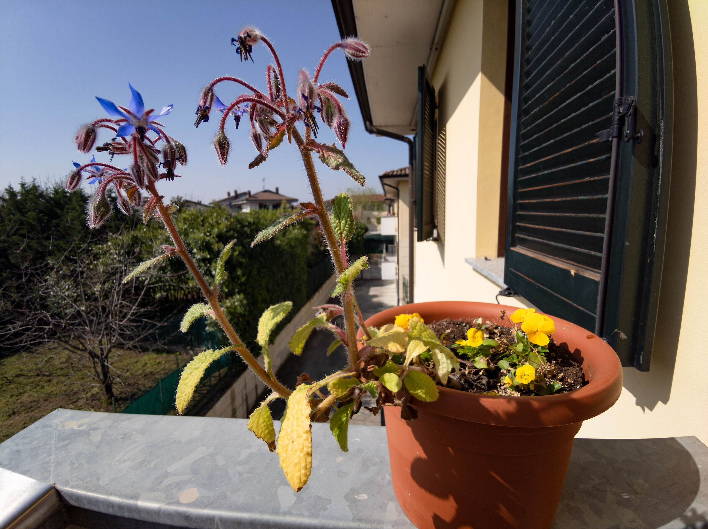 Bokeh Test, Xiaomi Mi Note 10, 13mm