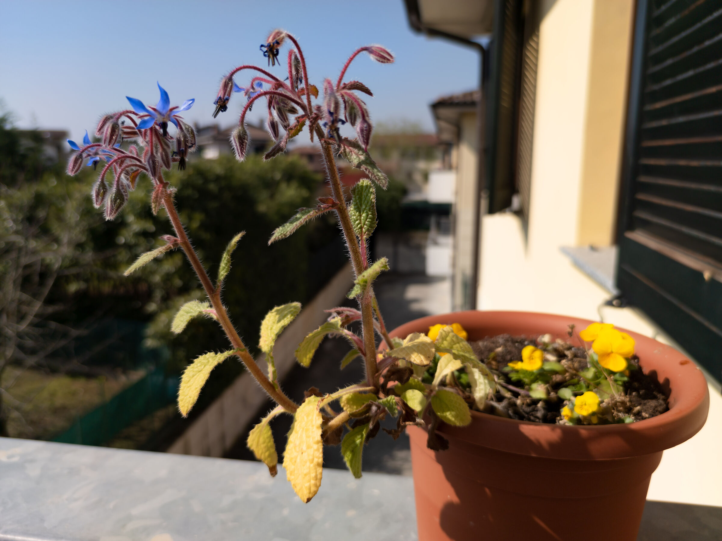 Bokeh Test, Xiaomi Mi Note 10, 25mm