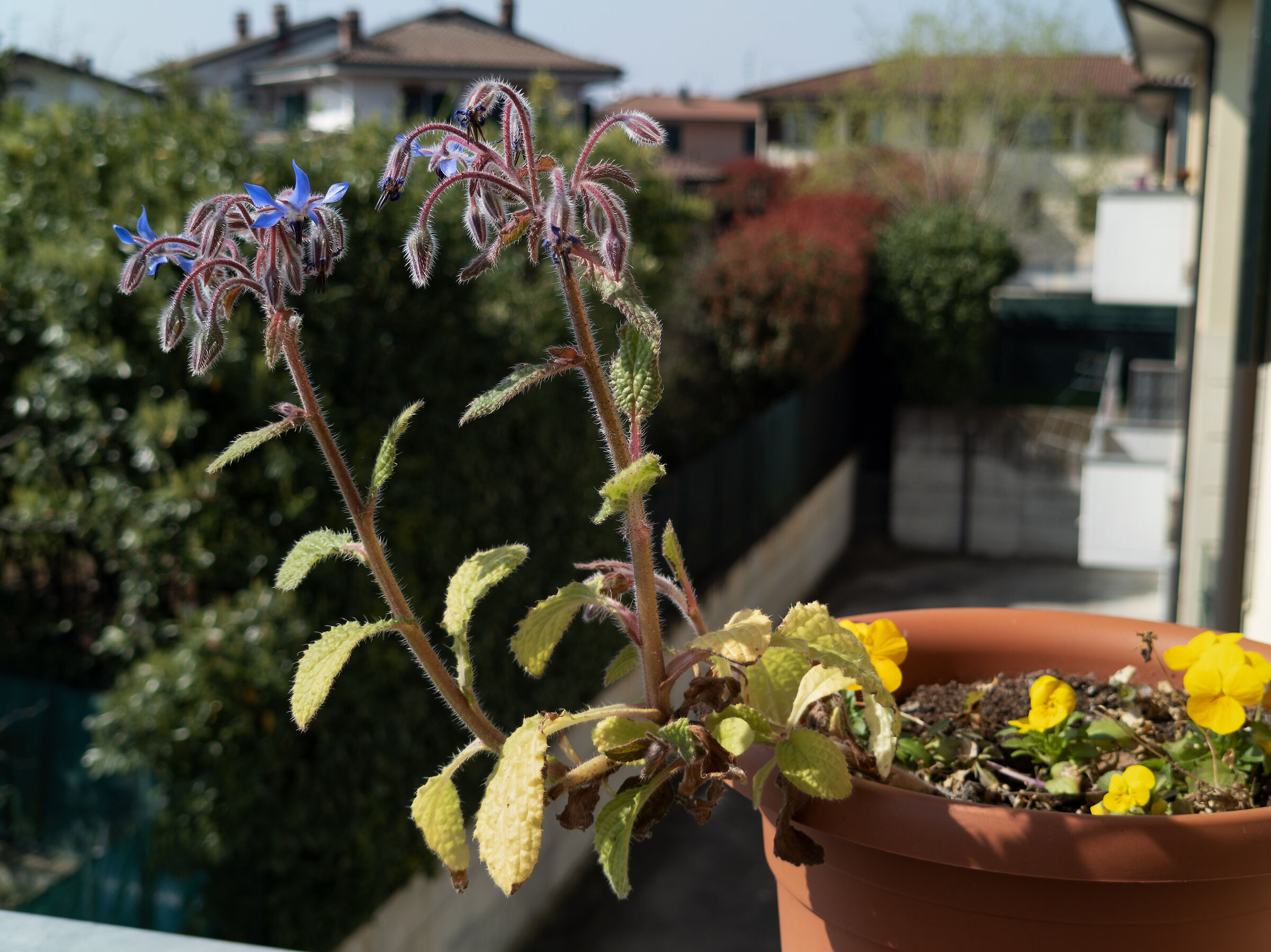 Bokeh Test, Xiaomi Mi Note 10, 50mm