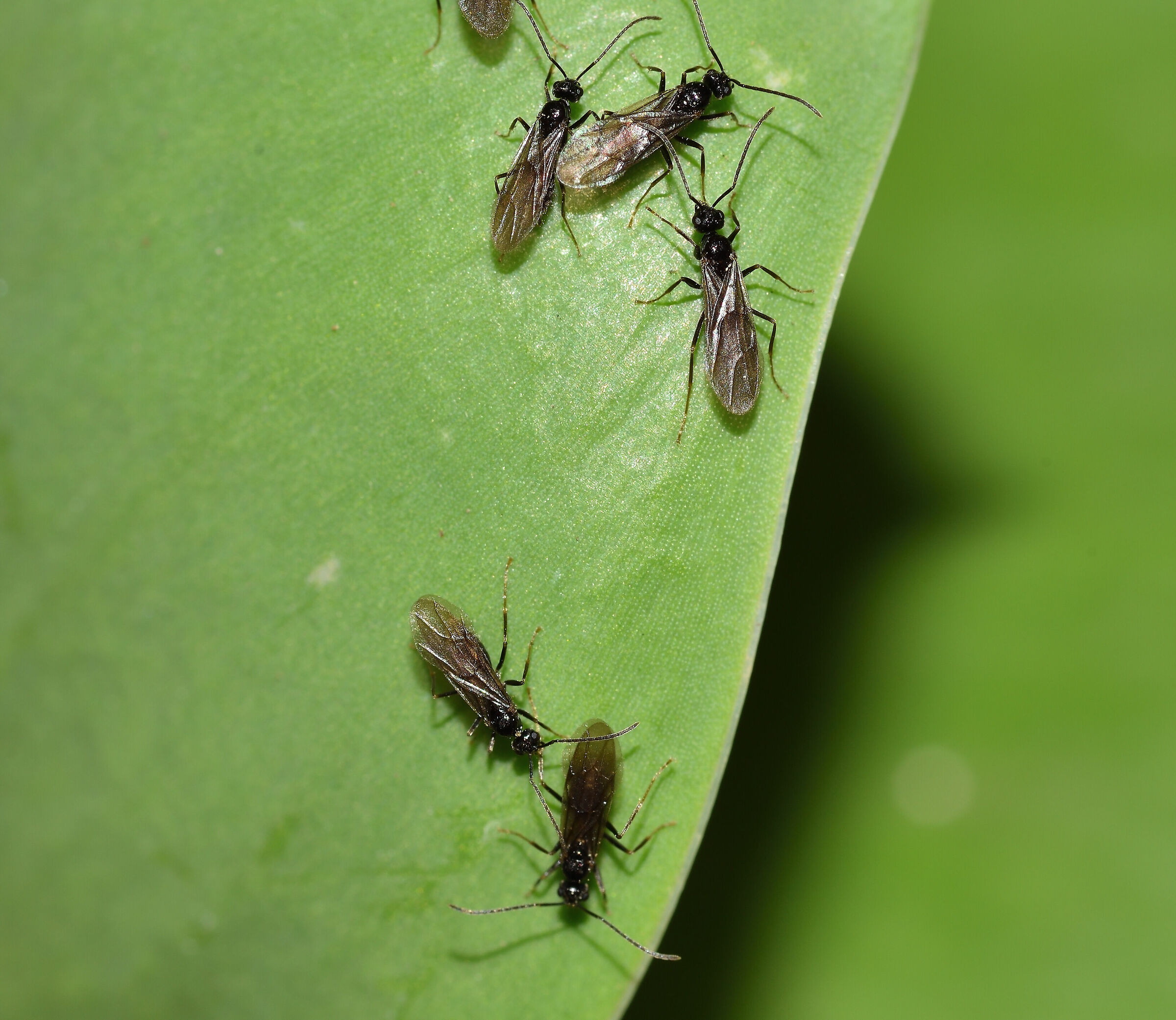 Già al lavoro e si mangiano i miei tulipani
