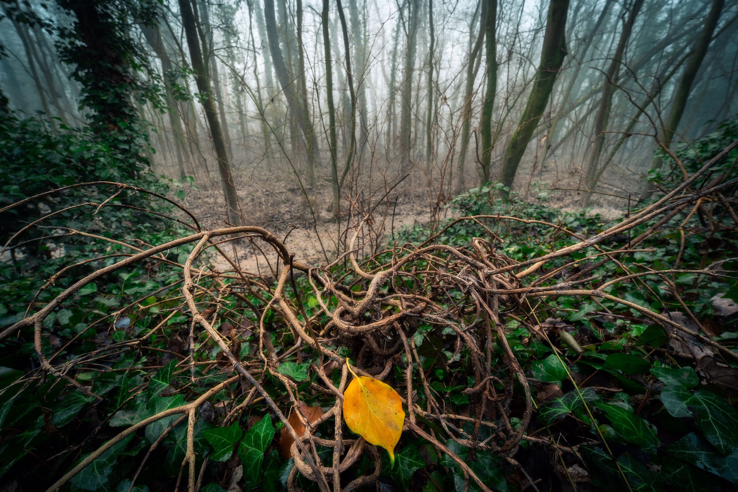 La fine dell'autunno