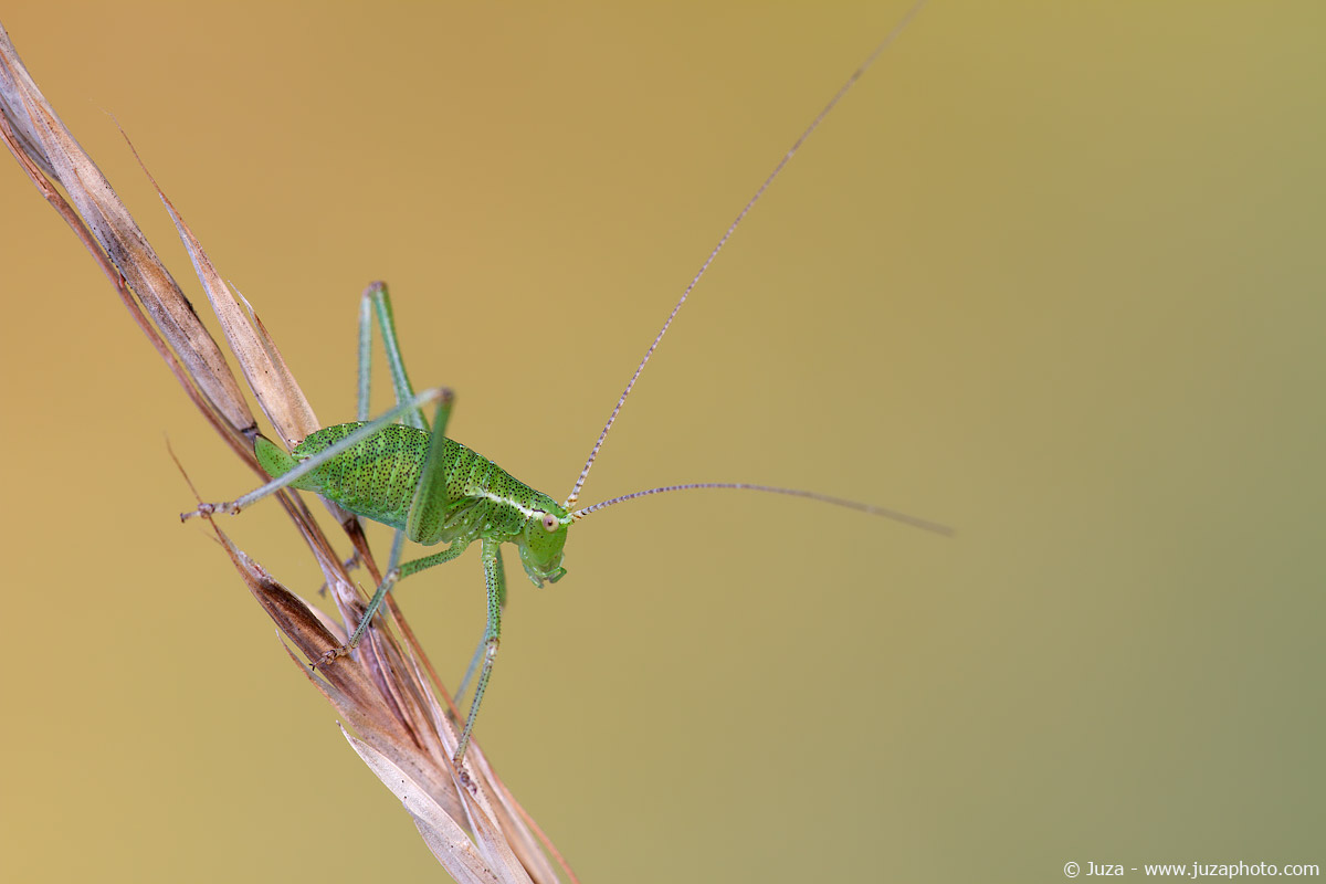 Leptophyes punctatissima, 014278