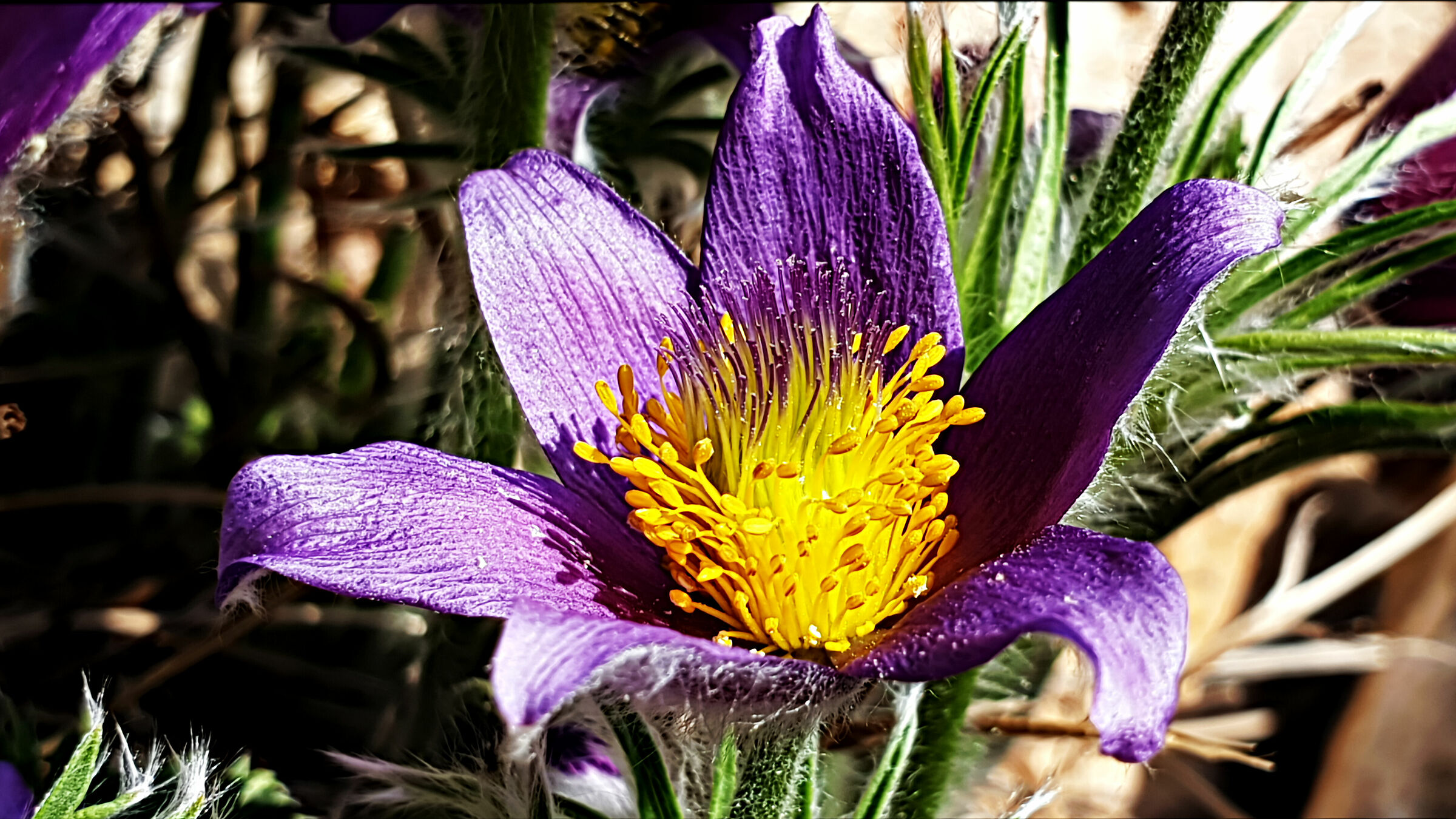 Pulsatilla  average