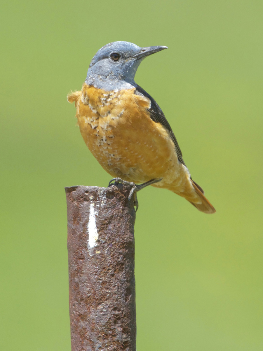 codirossone italiano
