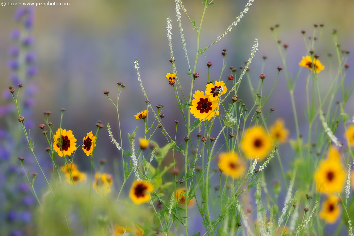 Colori della primavera, 014303