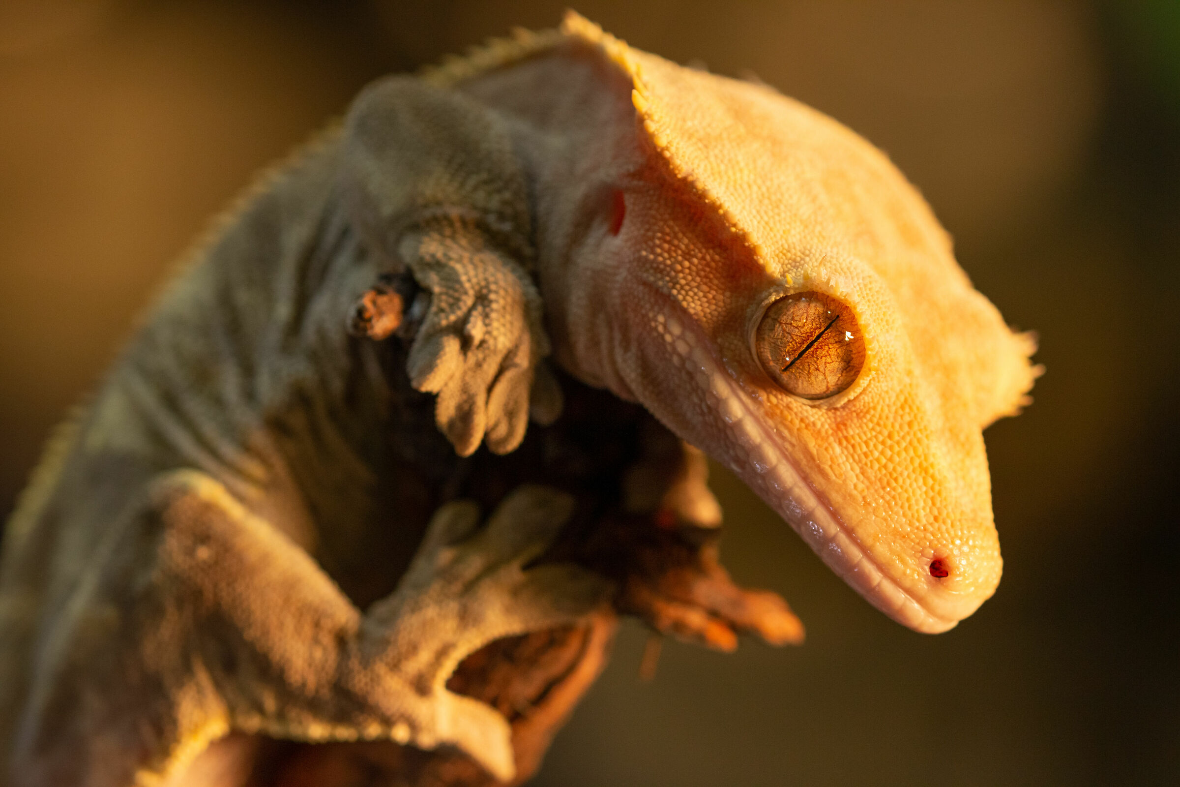 Correlophus ciliatus or Gecko Crestate