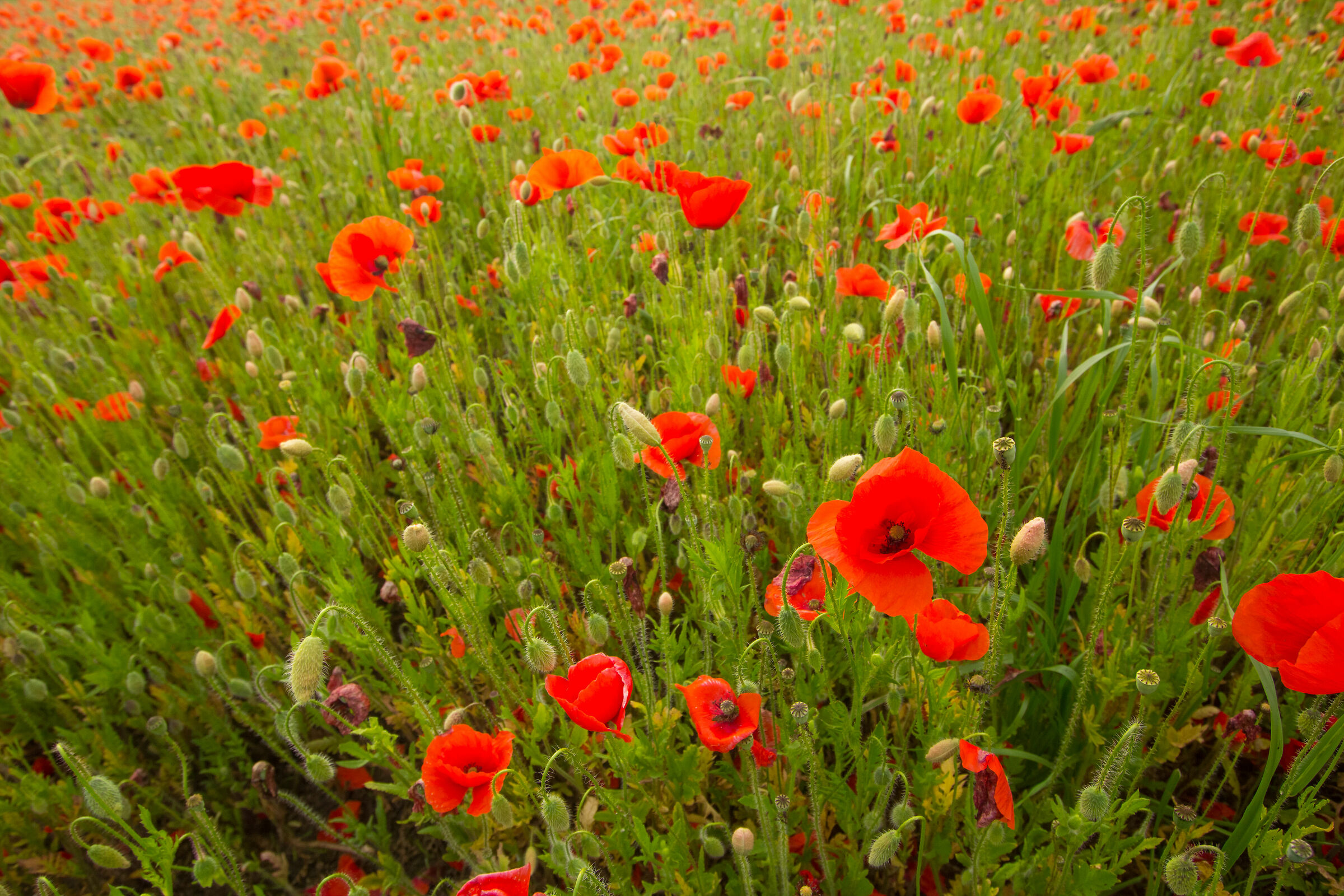 Papaveri rossi