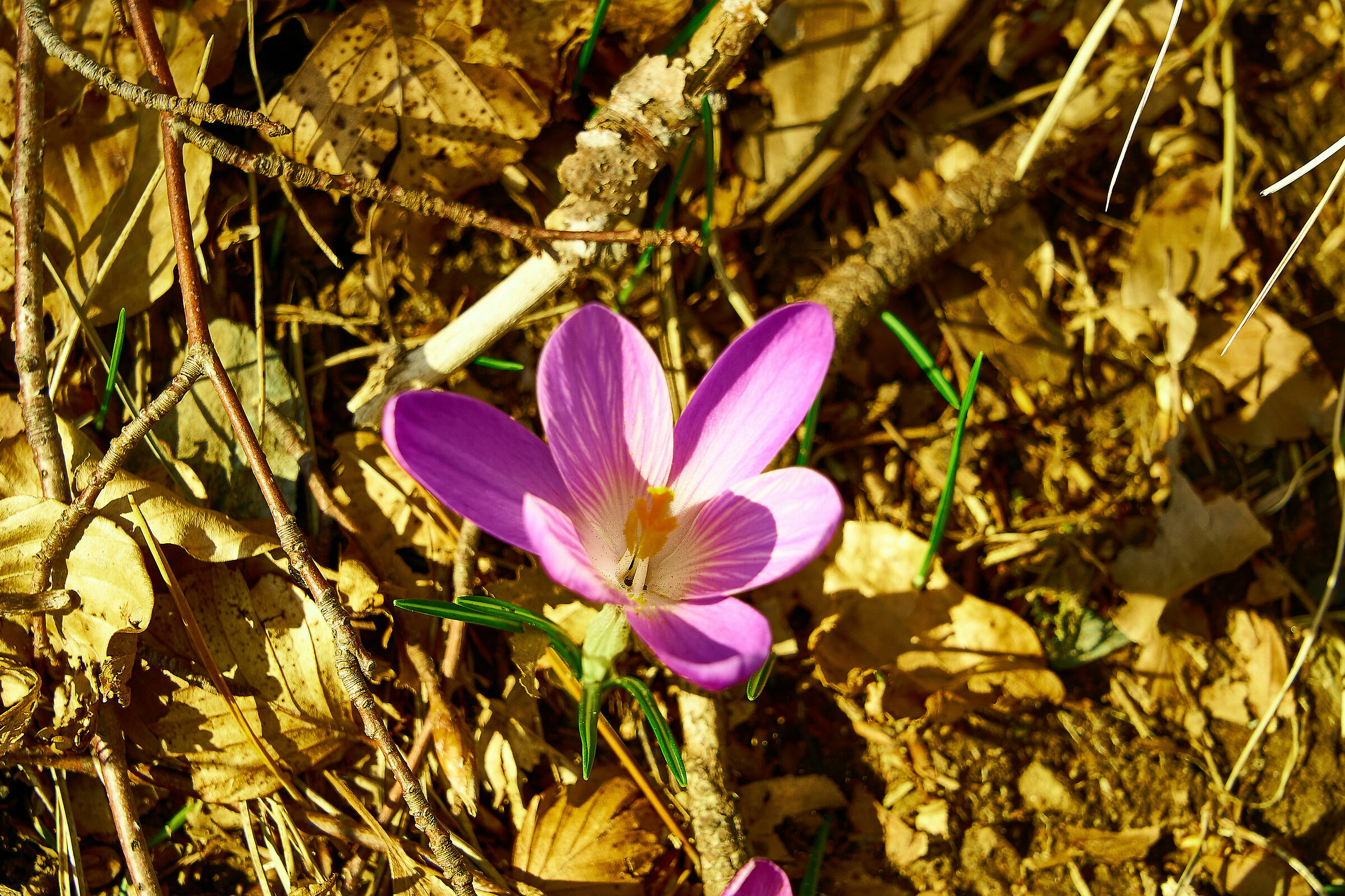 Crocus