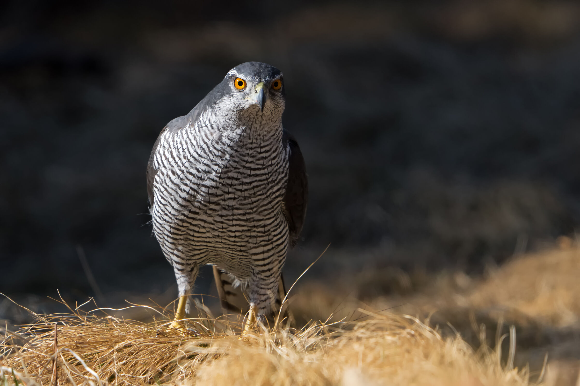Astore ai piedi delle Dolomiti