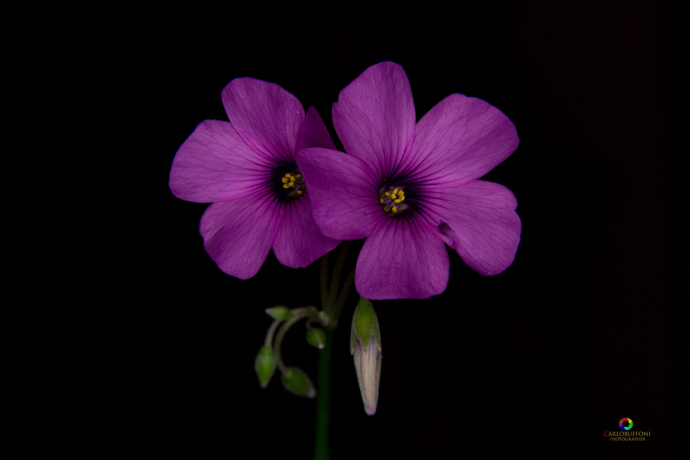 Between macro and still life